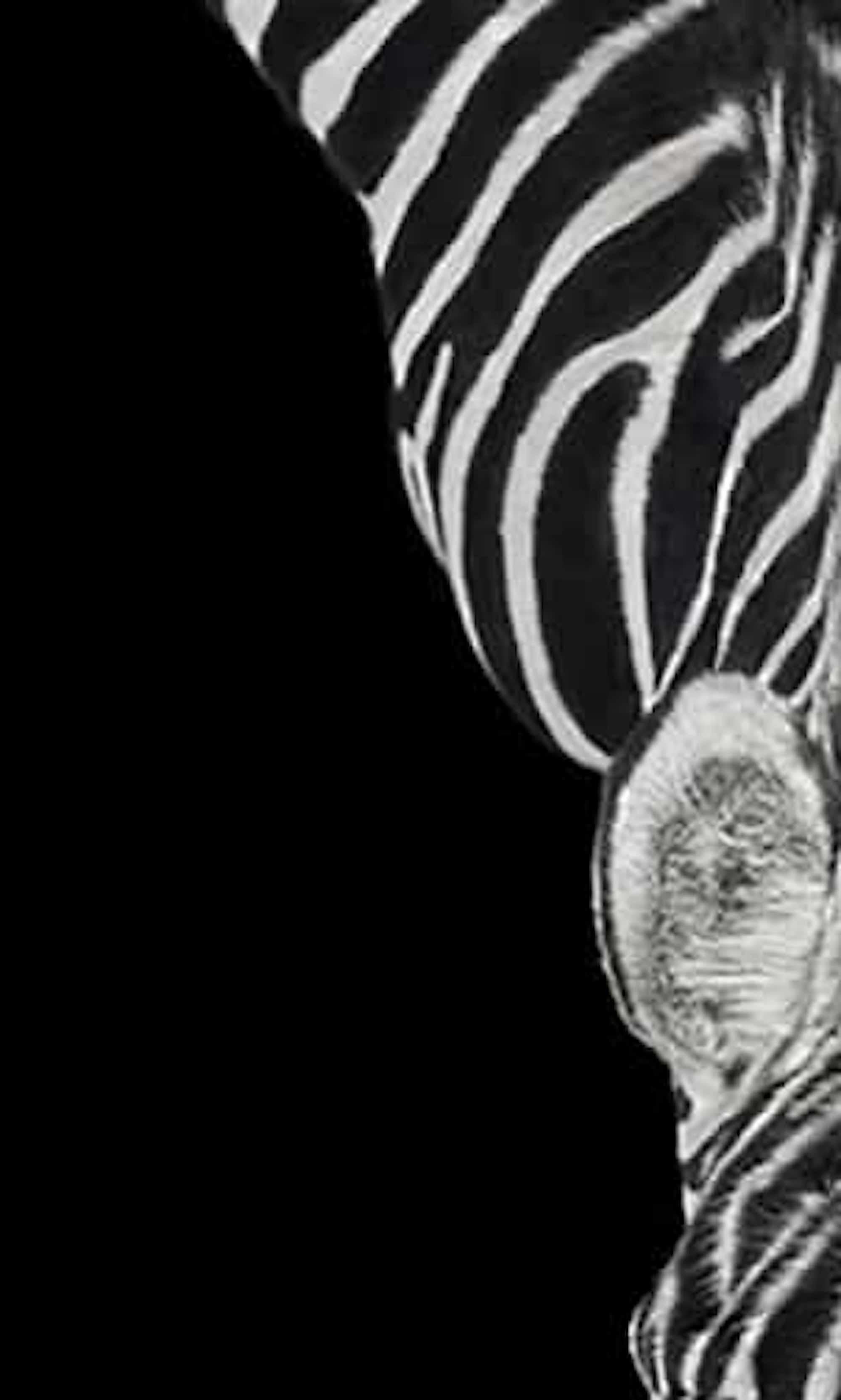 Zebra #3 by Brad Wilson - Animal portrait photography For Sale 3