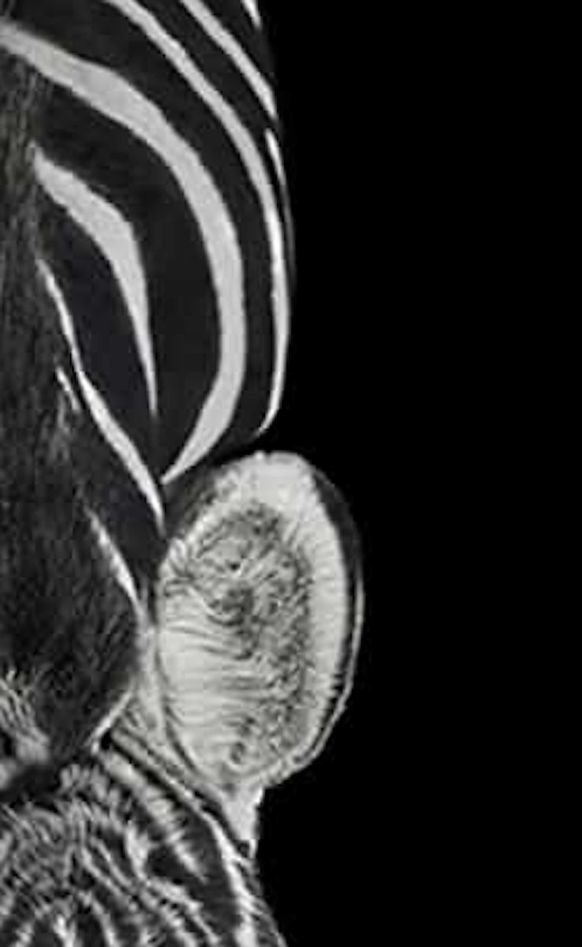 Zebra #3 von Brad Wilson – Tierporträtfotografie im Angebot 4