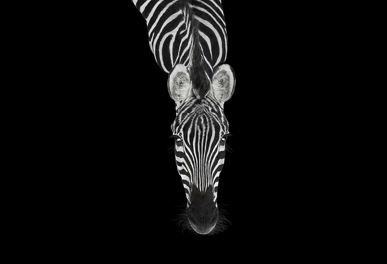 Zebra #3, Los Angeles, CA, 2010" ist eine limitierte Auflage eines Fotos des zeitgenössischen Künstlers Brad Wilson aus der Serie "Affinity", die Studio-Porträts von Wildtieren zeigt. 

Dieses Foto wird nur als ungerahmter Abzug verkauft. Es ist in