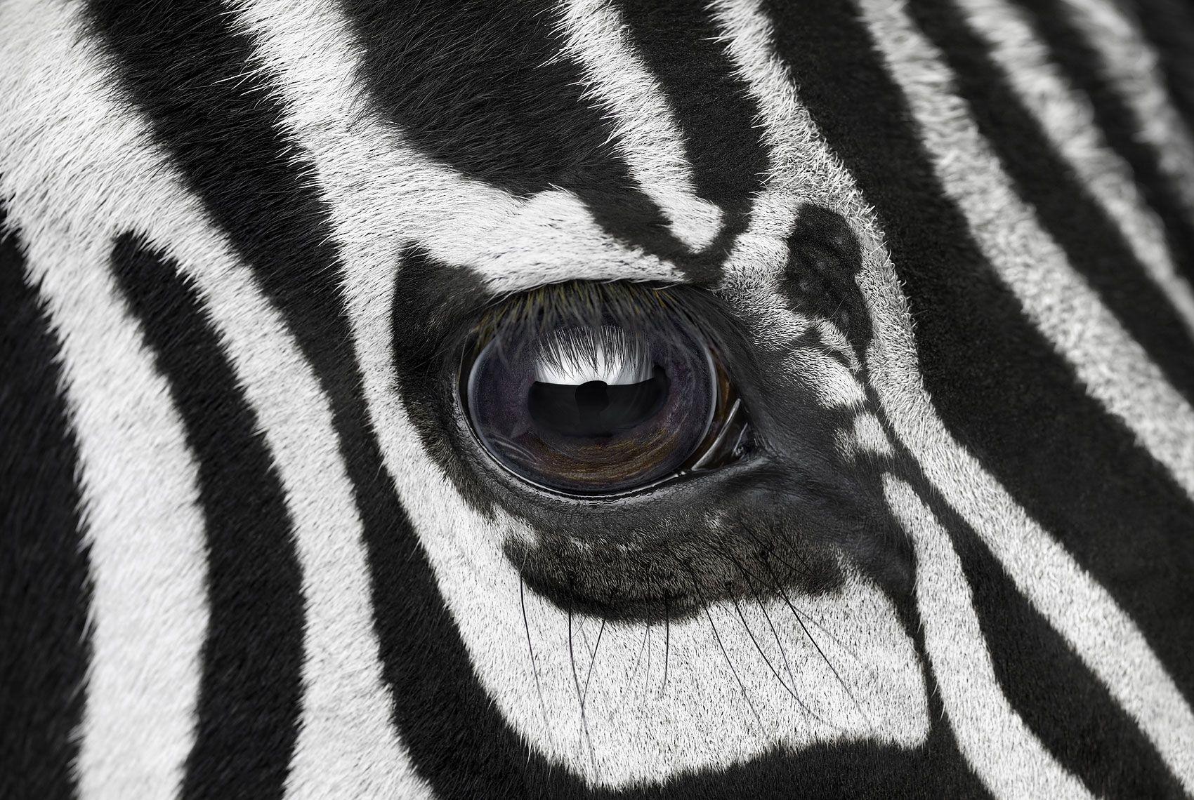 'Zebra #7, Los Angeles, CA, 2016' is a limited-edition photograph by contemporary artist Brad Wilson from the ‘Affinity’ series which features studio portraits of wild animals. 

This photograph is sold unframed as a print only. It is available in 4