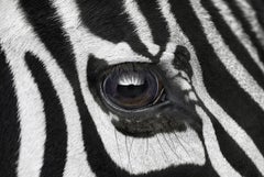 Zebra #7 by Brad Wilson - Animal portrait photography
