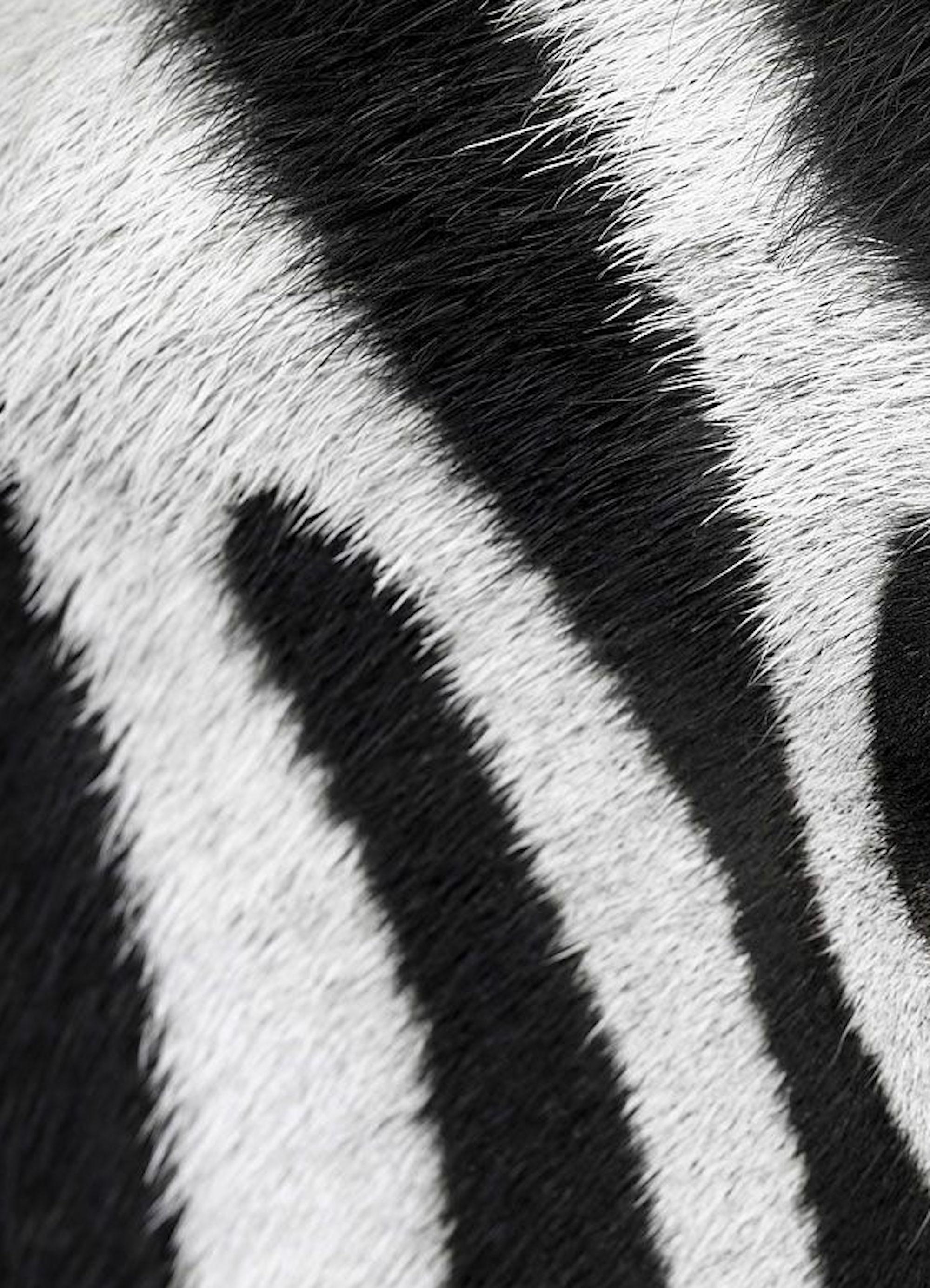 Zebra #7 von Brad Wilson – Tierporträtfotografie, wild im Angebot 2