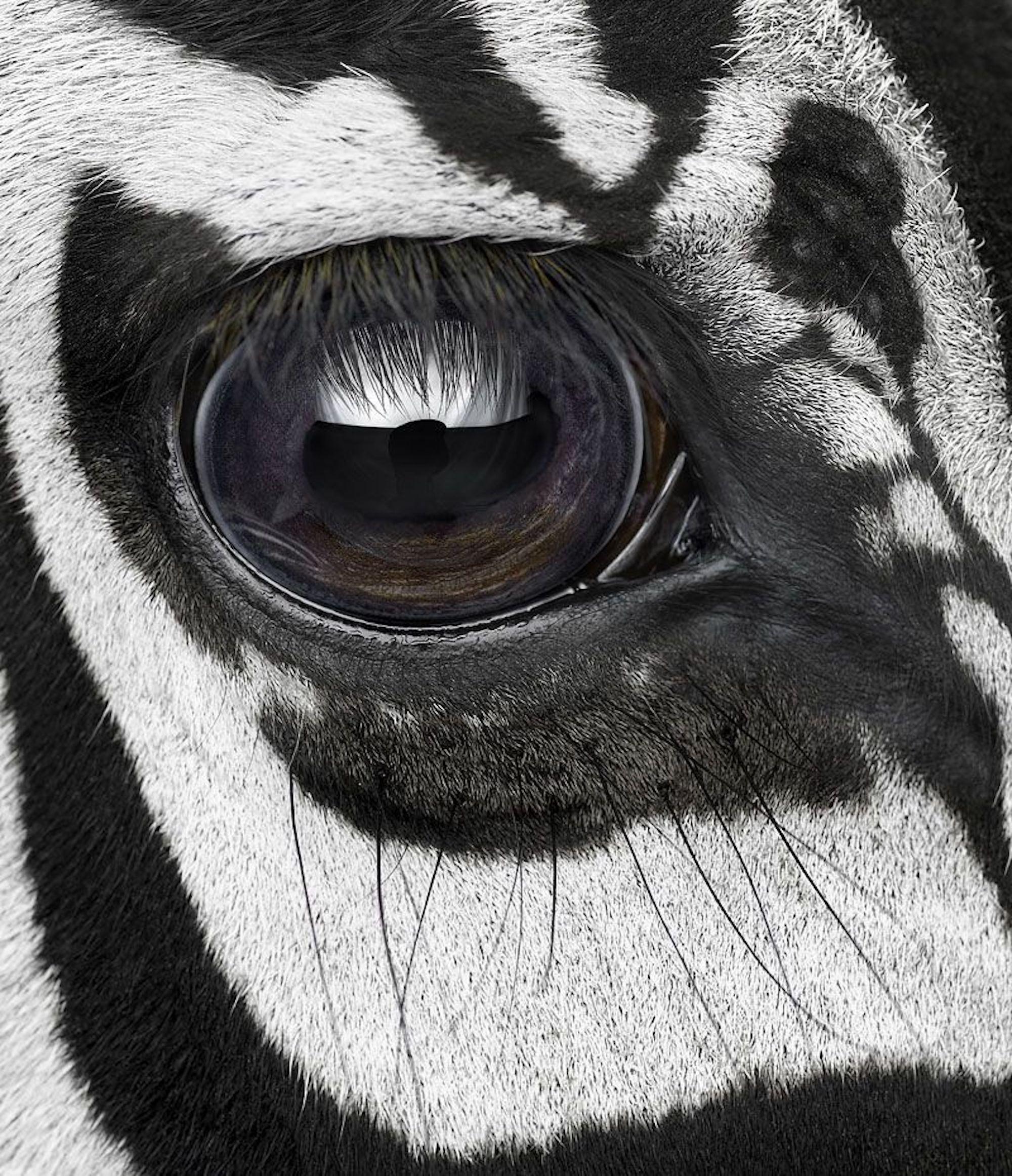 Zebra #7 von Brad Wilson – Tierporträtfotografie, wild im Angebot 3