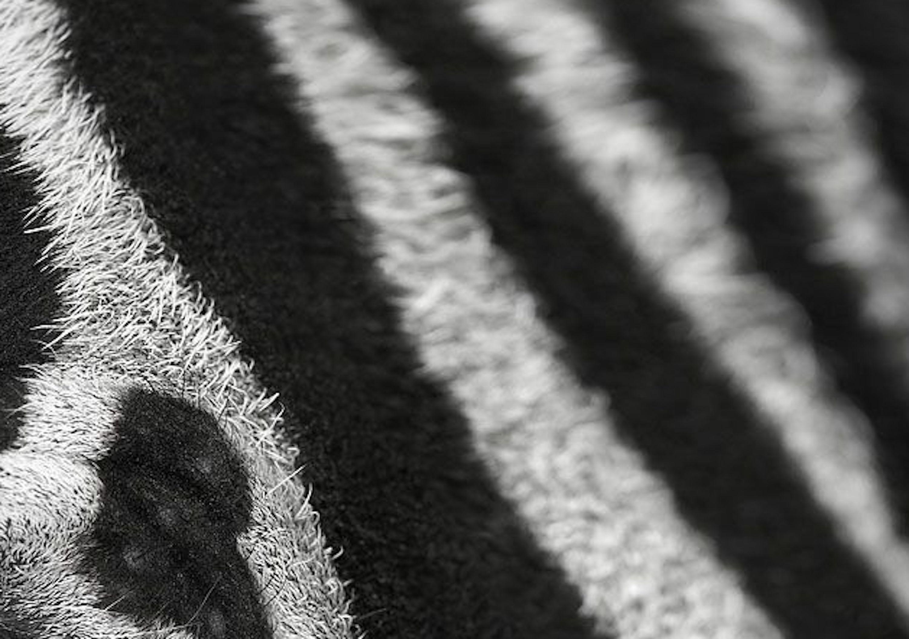Zebra #7 von Brad Wilson – Tierporträtfotografie, wild im Angebot 4