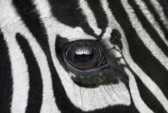 Zebra #7 by Brad Wilson - Animal portrait photography, wild