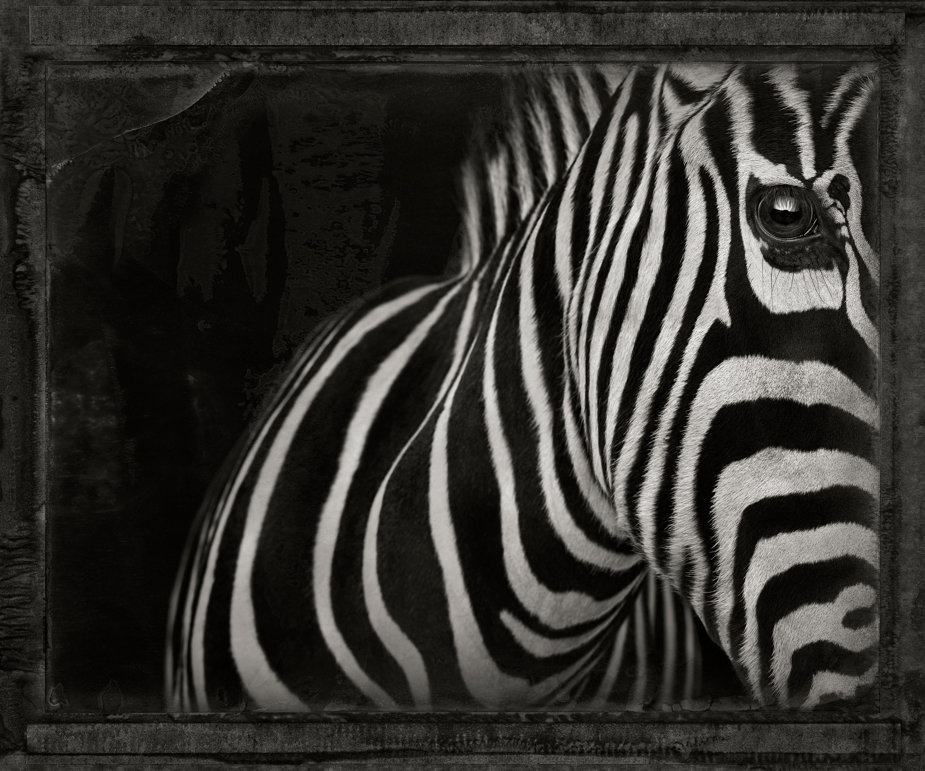 Zebra, photographie couleur de Brad Wilson, édition limitée, signée et numérotée