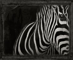 Zebra, photographie couleur de Brad Wilson, édition limitée, signée et numérotée