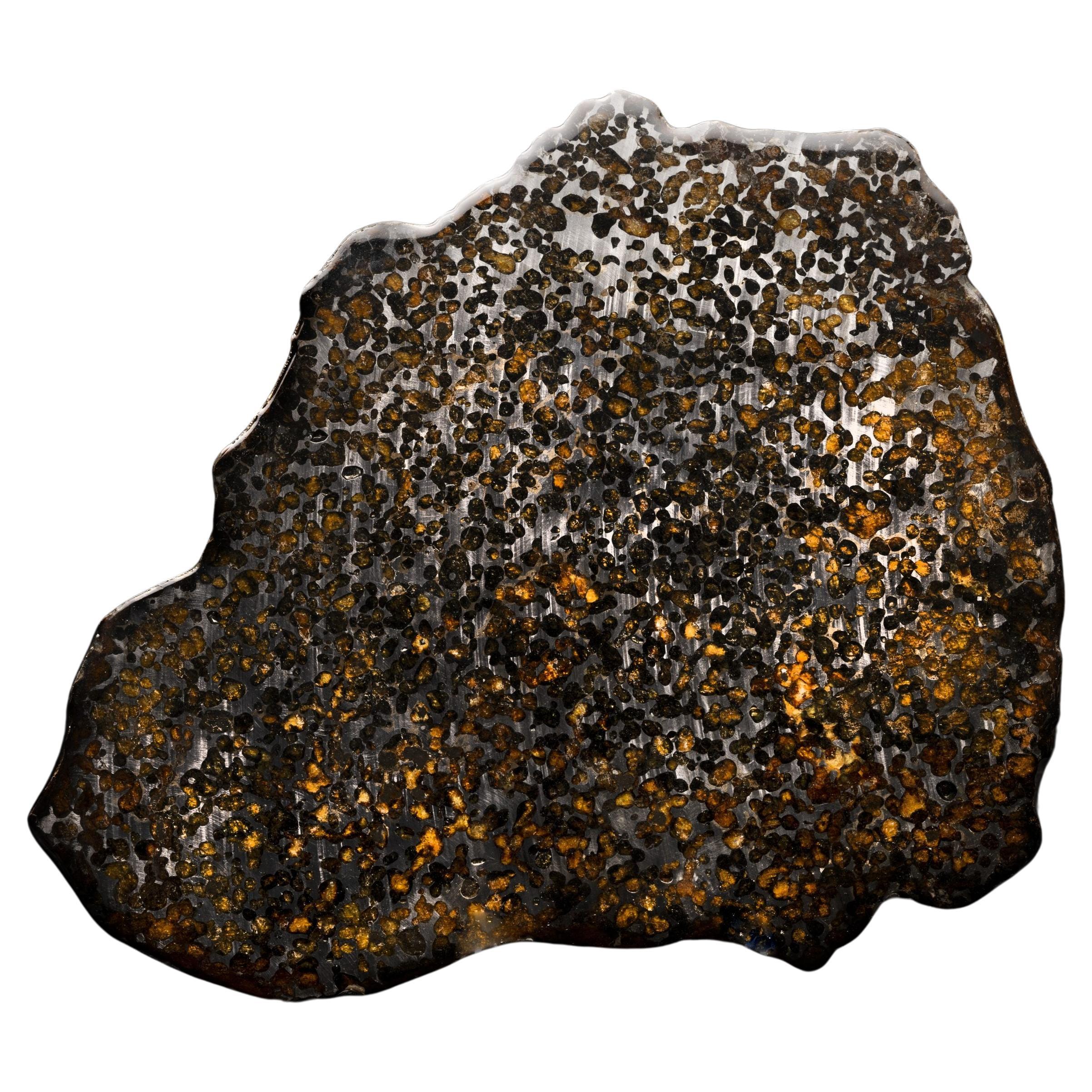 Brahin Pallasite Meteorite Slice // 12-3/4" Wide For Sale