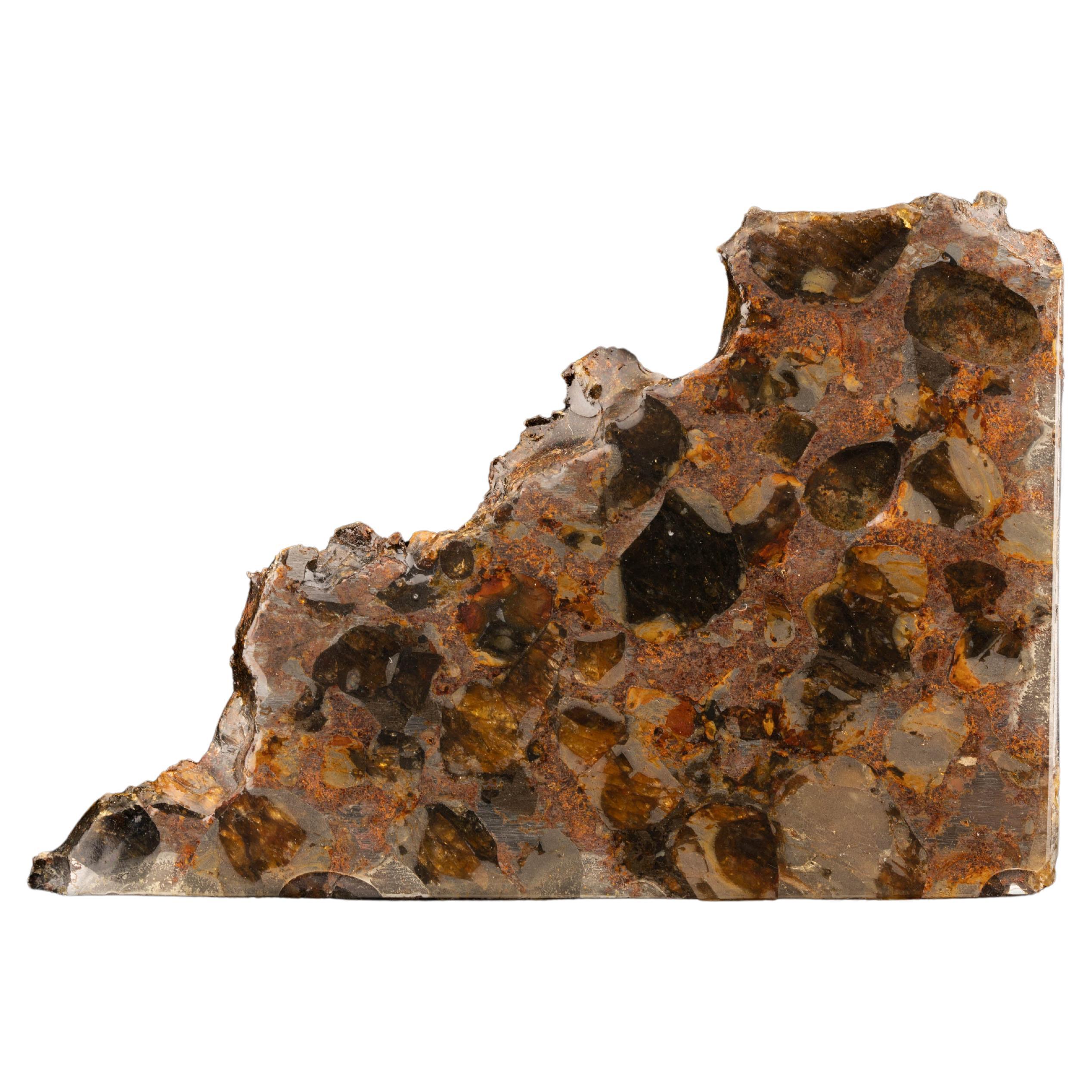 Brahin Pallasite Meteorit-Slice aus Meteorit