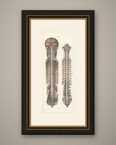 Cervello e midollo spinale con i nervi spinali, tavola pieghevole di Hirschfeld, 1866