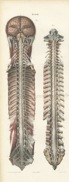 Cervello e midollo spinale con i nervi spinali, tavola pieghevole di Hirschfeld, 1866