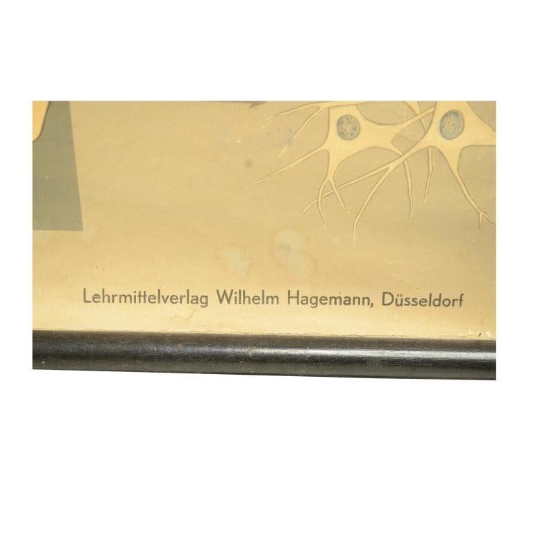Gehirn Antike anatomische Tafel vom Lehrmittelverlag Hageman Düsseldorf 1930er Jahre im Angebot 4