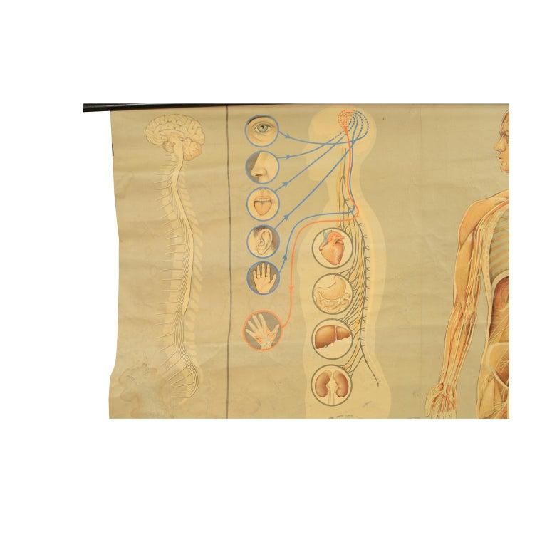 Planche didactique anatomique des années 1930 sur papier toilé représentant le cerveau, la colonne vertébrale et les organes des sens, montée sur deux bâtons de bois peints en noir. Signé Lehrmittelverlag Hagemann, Düsseldorf, une entreprise fondée