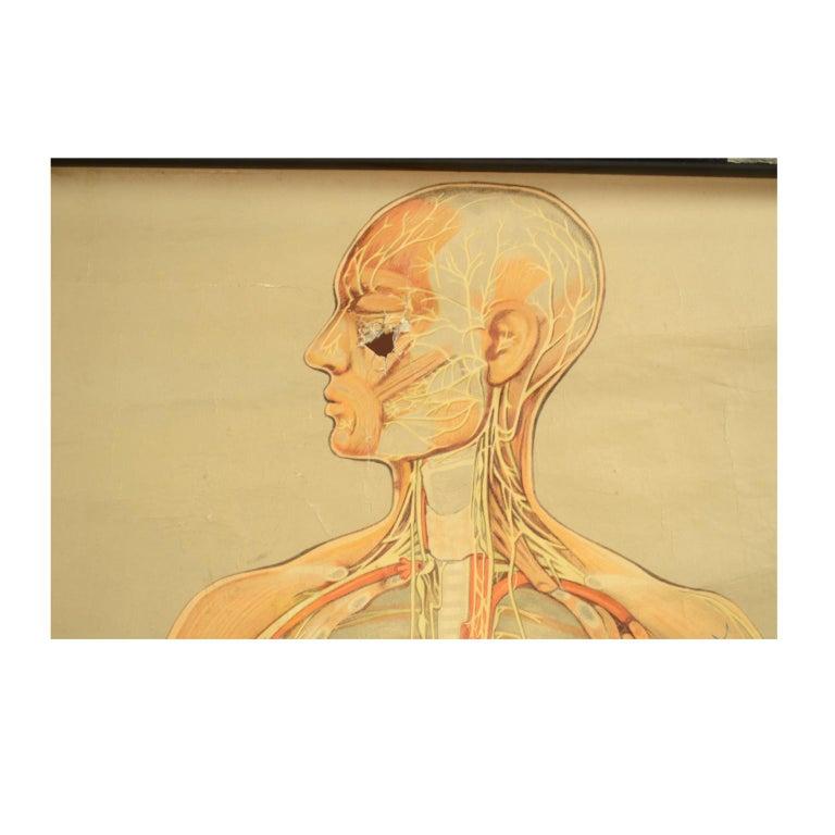Gehirn Antike anatomische Tafel vom Lehrmittelverlag Hageman Düsseldorf 1930er Jahre im Zustand „Gut“ im Angebot in Milan, IT