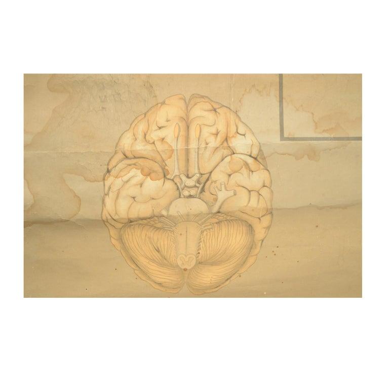 Gehirn Antike anatomische Tafel vom Lehrmittelverlag Hageman Düsseldorf 1930er Jahre im Angebot 1