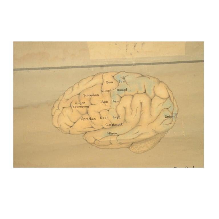 Gehirn Antike anatomische Tafel vom Lehrmittelverlag Hageman Düsseldorf 1930er Jahre im Angebot 2