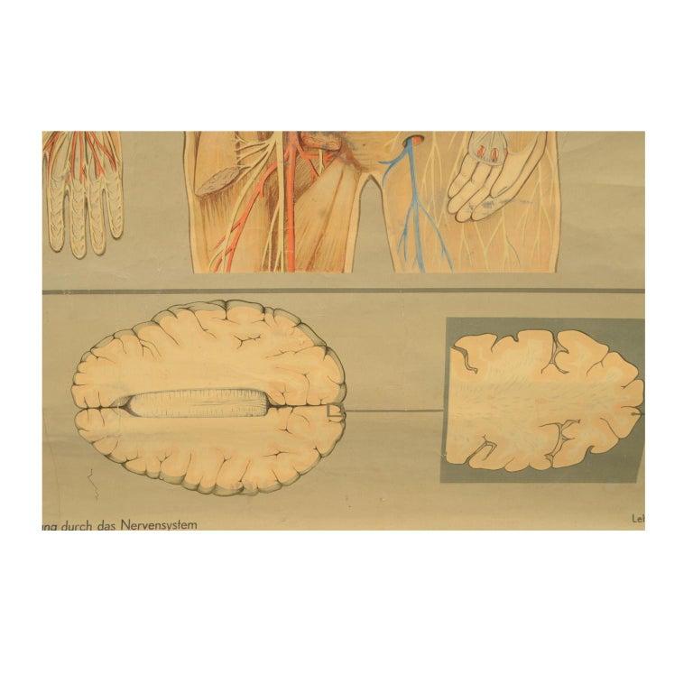 Gehirn Antike anatomische Tafel vom Lehrmittelverlag Hageman Düsseldorf 1930er Jahre im Angebot 3