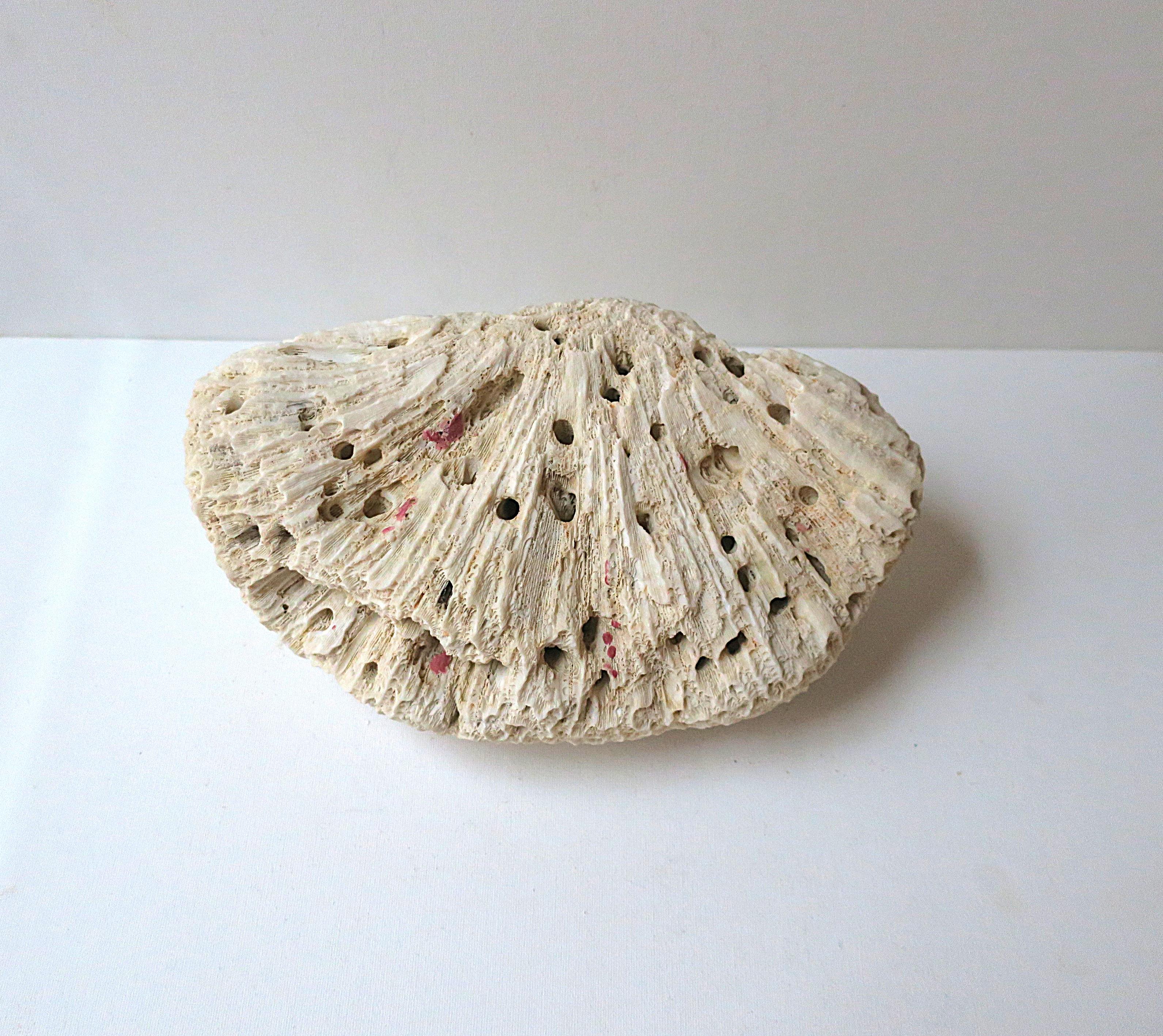 Brain Coral For Sale 6