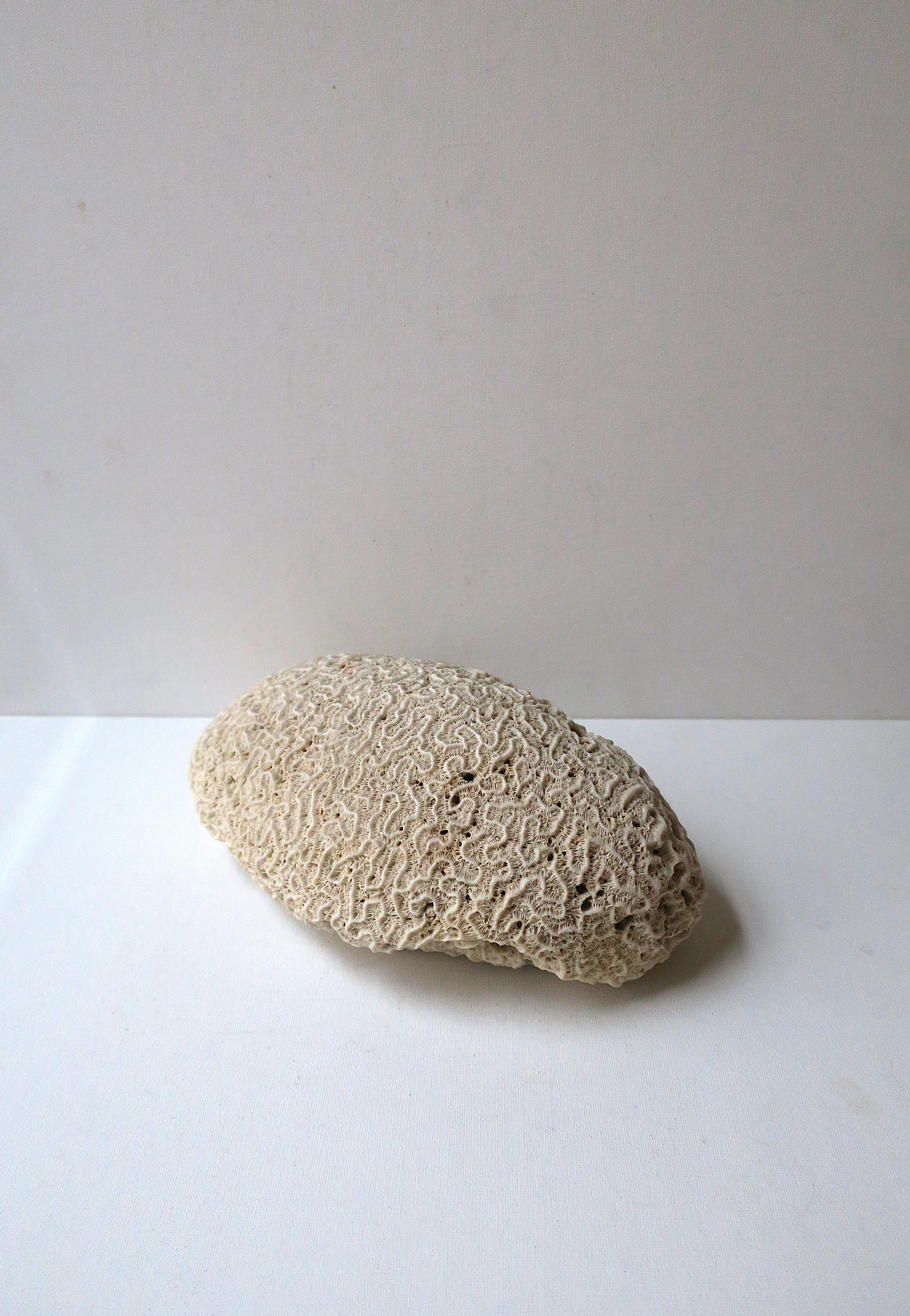 A natural piece of brain coral. Use as a standalone decorative object, on a shelf, as a luxury display piece, etc. Natural white/off-white hue. Very Good condition as shown in images and video. Dimensions: 3.63