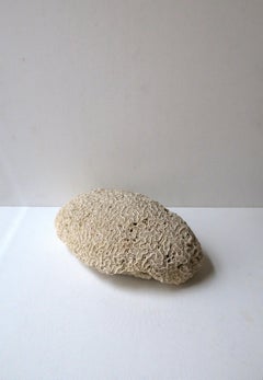 Corallo del cervello