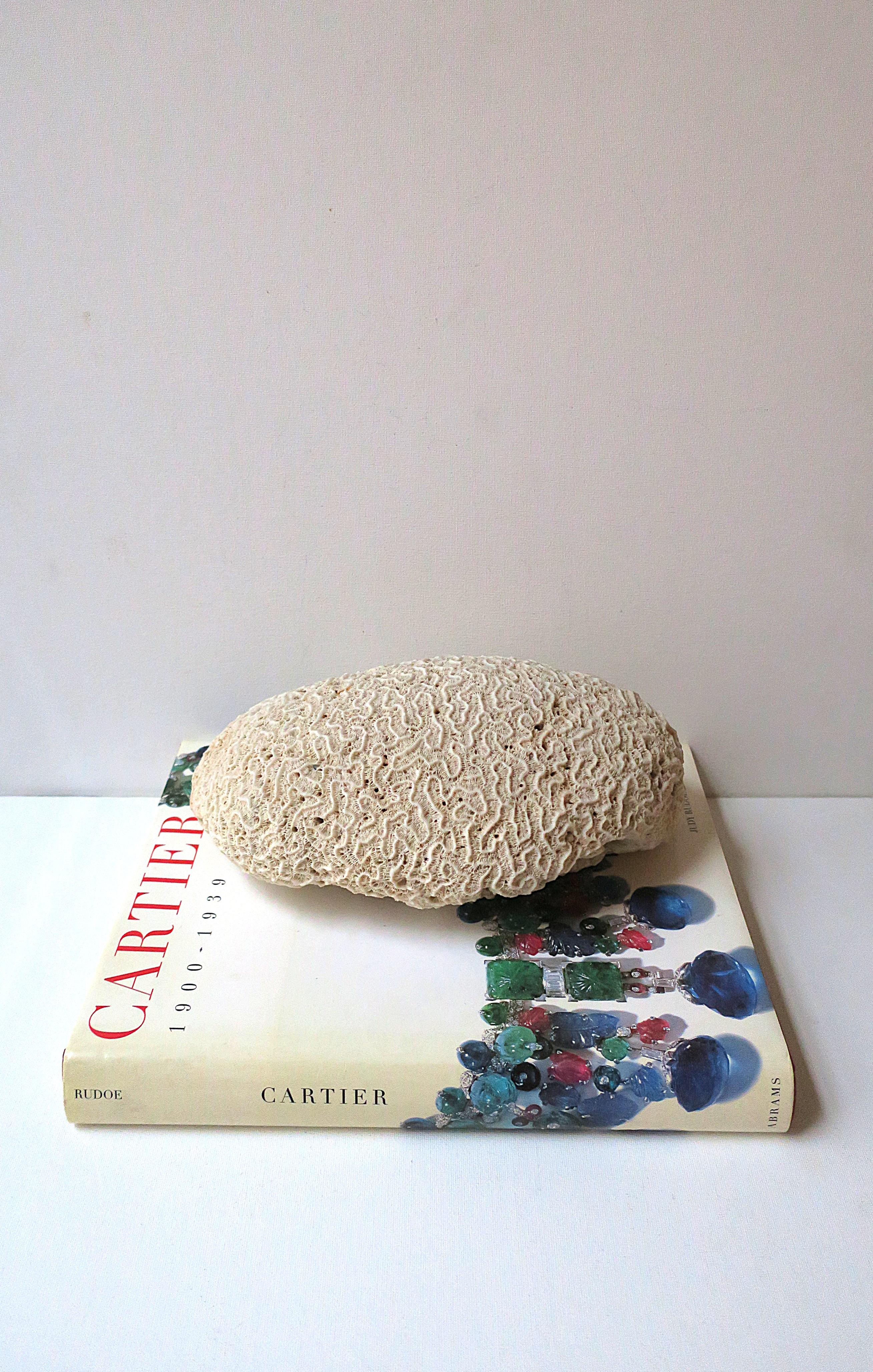Brain Coral In Good Condition For Sale In New York, NY