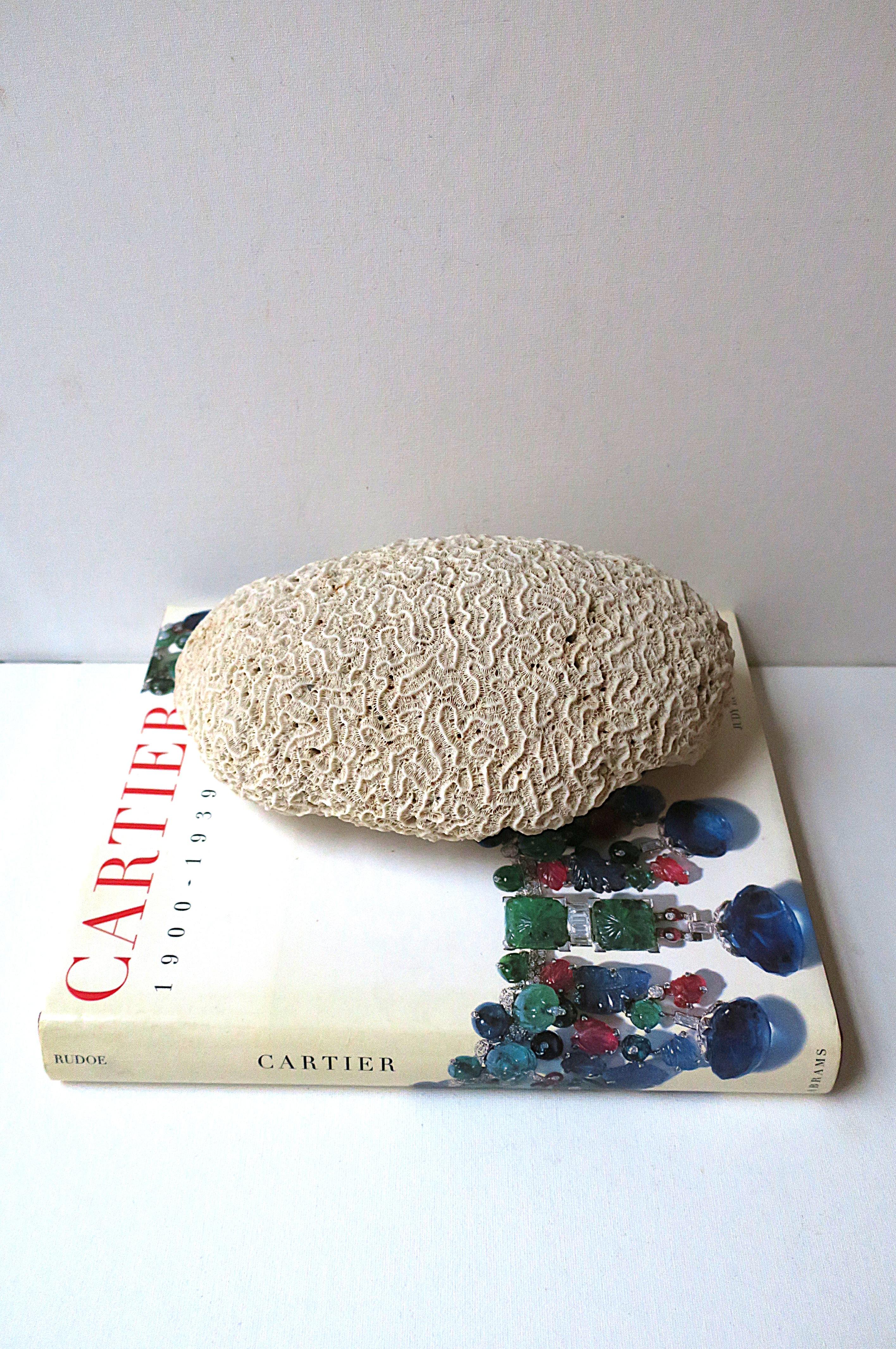 20th Century Brain Coral For Sale