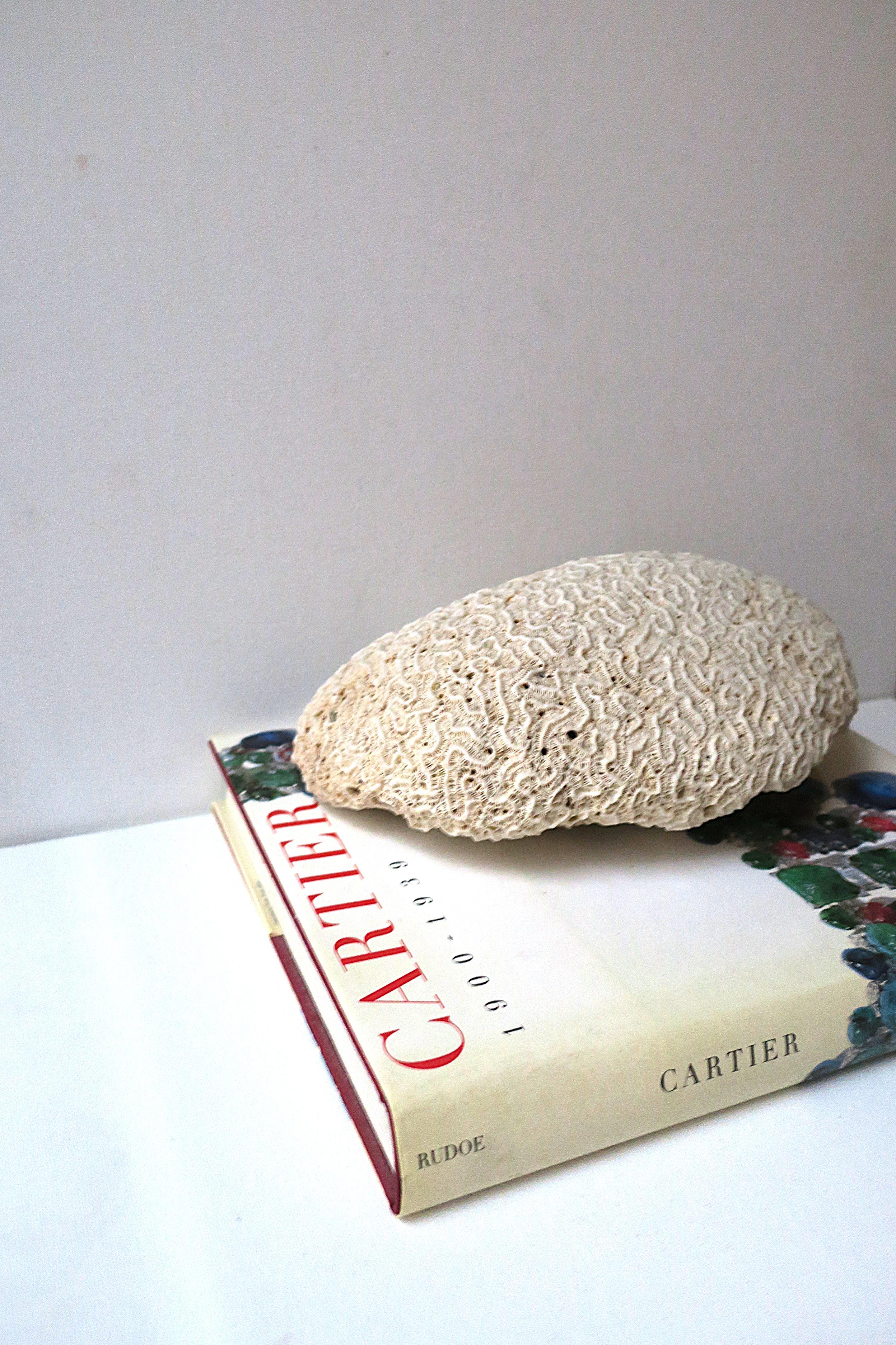 Brain Coral For Sale 1