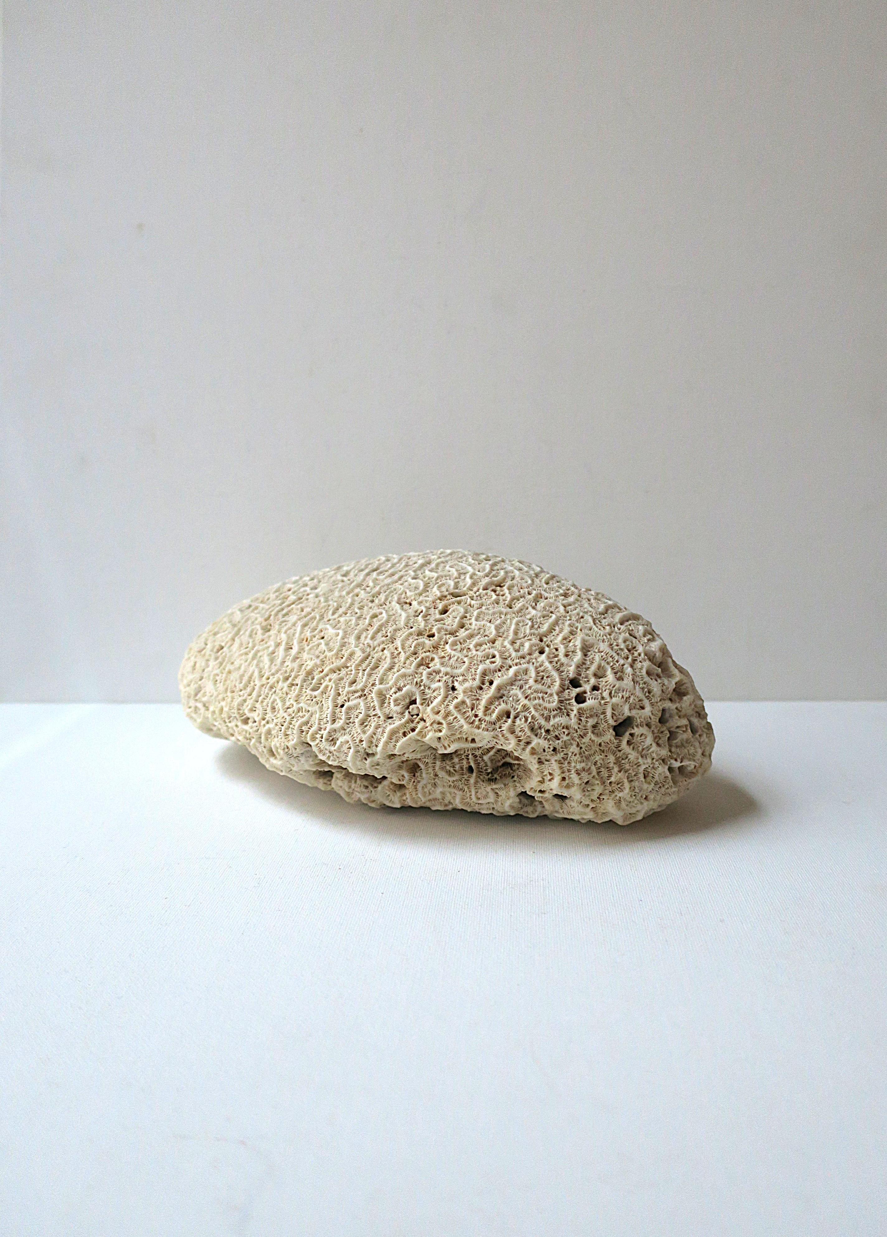 Brain Coral For Sale 2