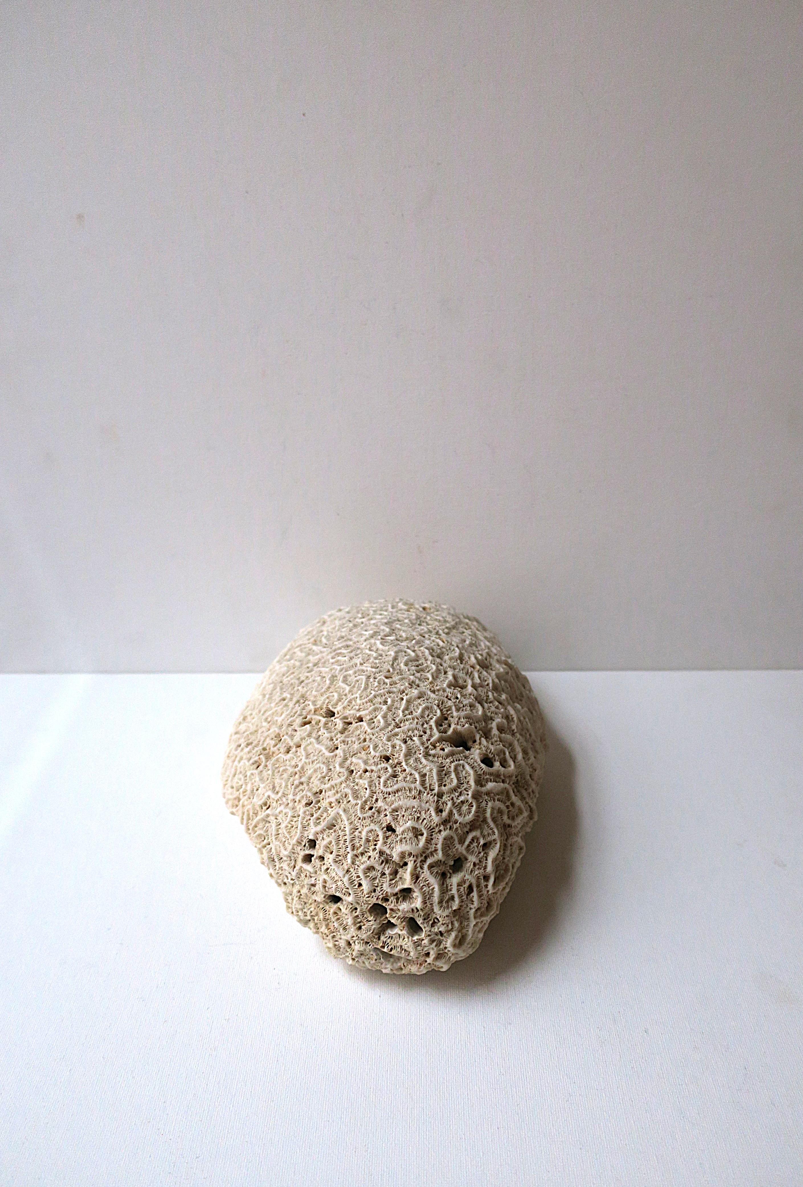 Brain Coral For Sale 3
