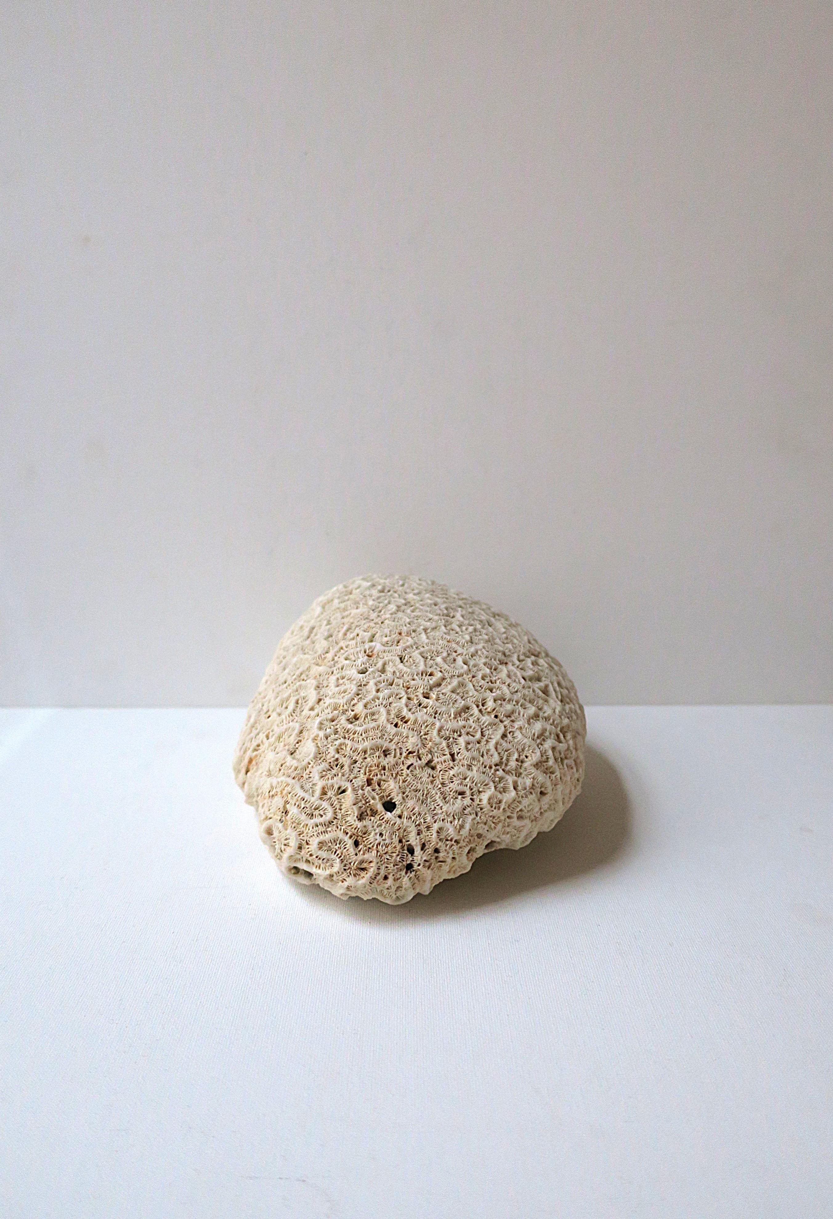 Brain Coral For Sale 4