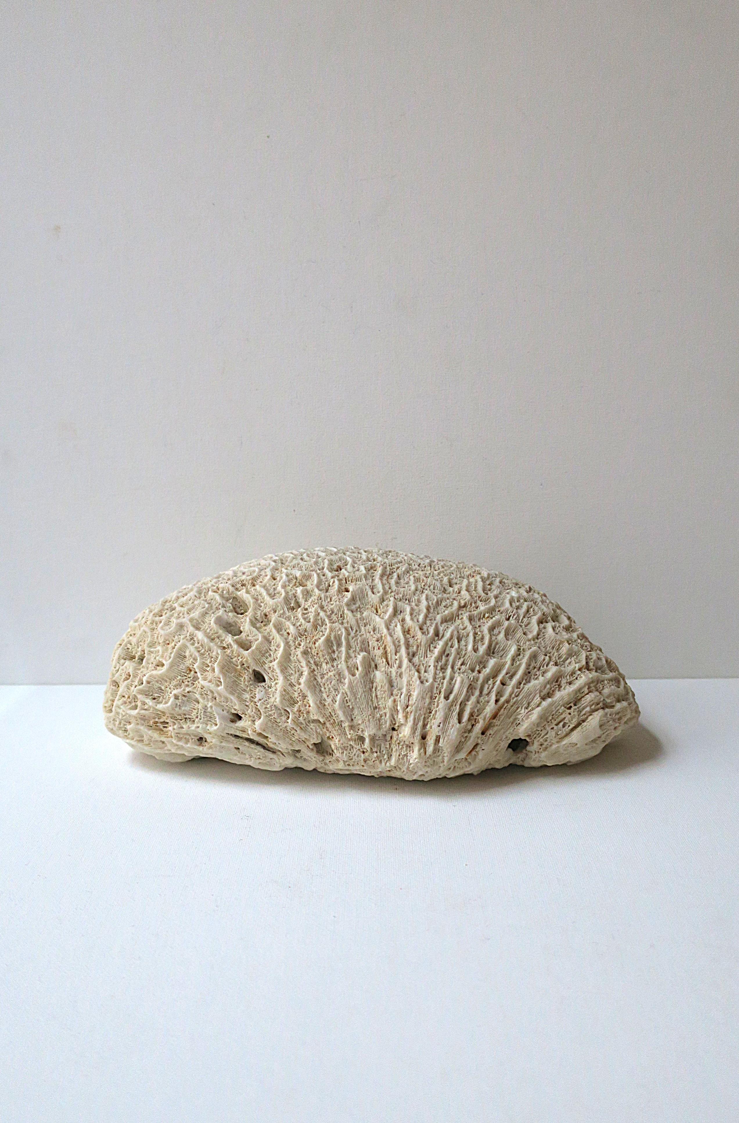 Brain Coral For Sale 5