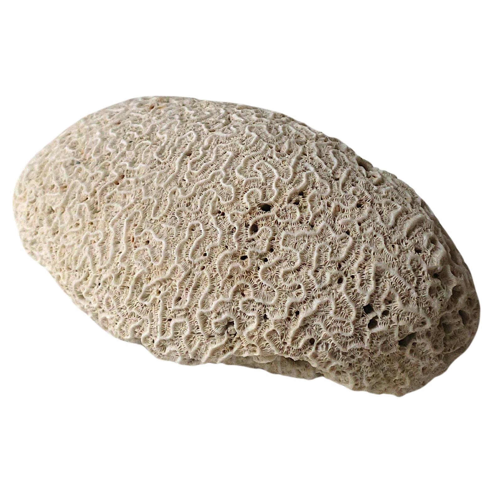Coral cerebral