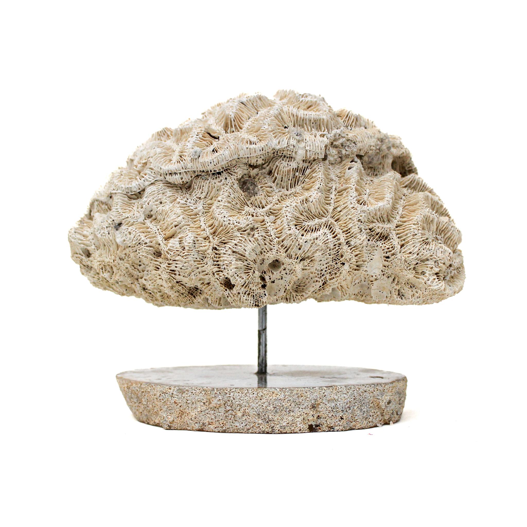Brain coral mounted on a polished agate slice.

Brain coral is a common name given to various corals in the families Mussidae and Merulinidae, so called due to their generally spheroid shape and grooved surface which resembles a brain.

It is