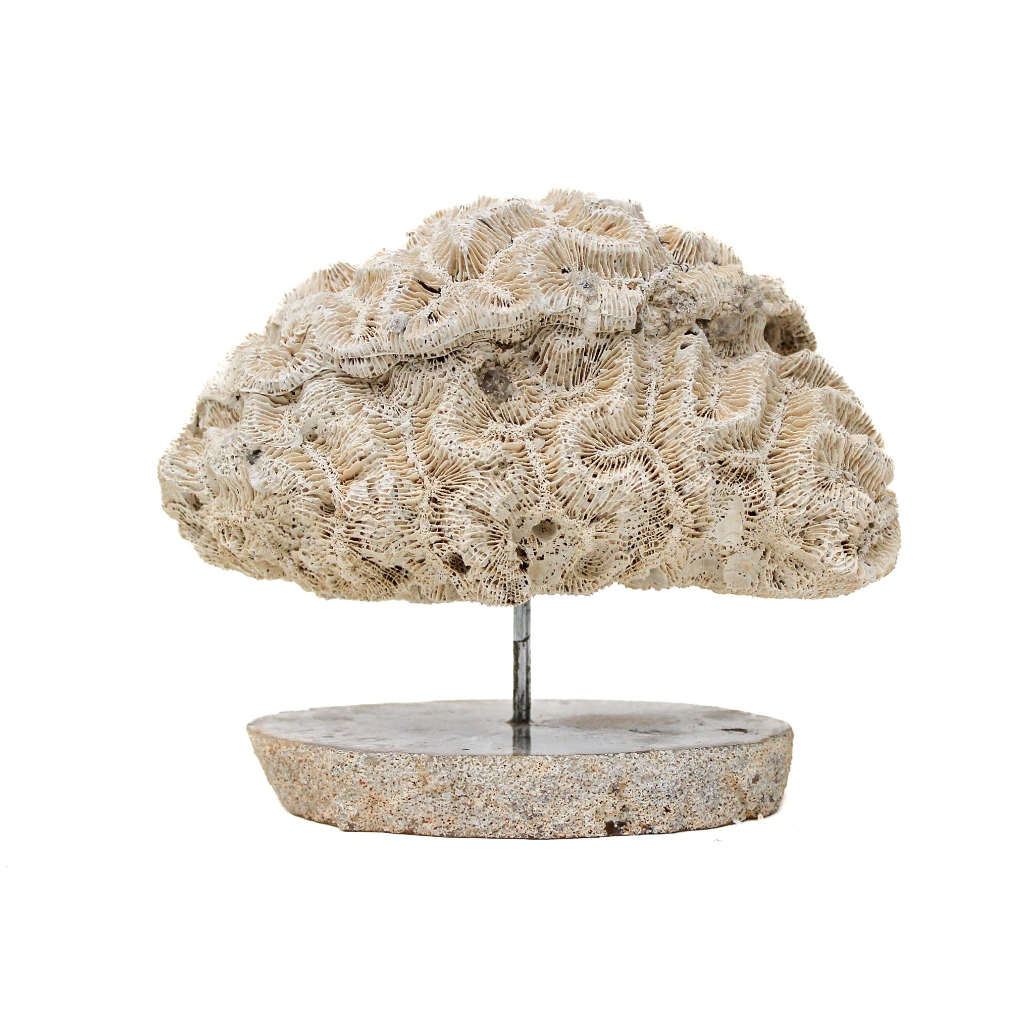 brain coral for sale