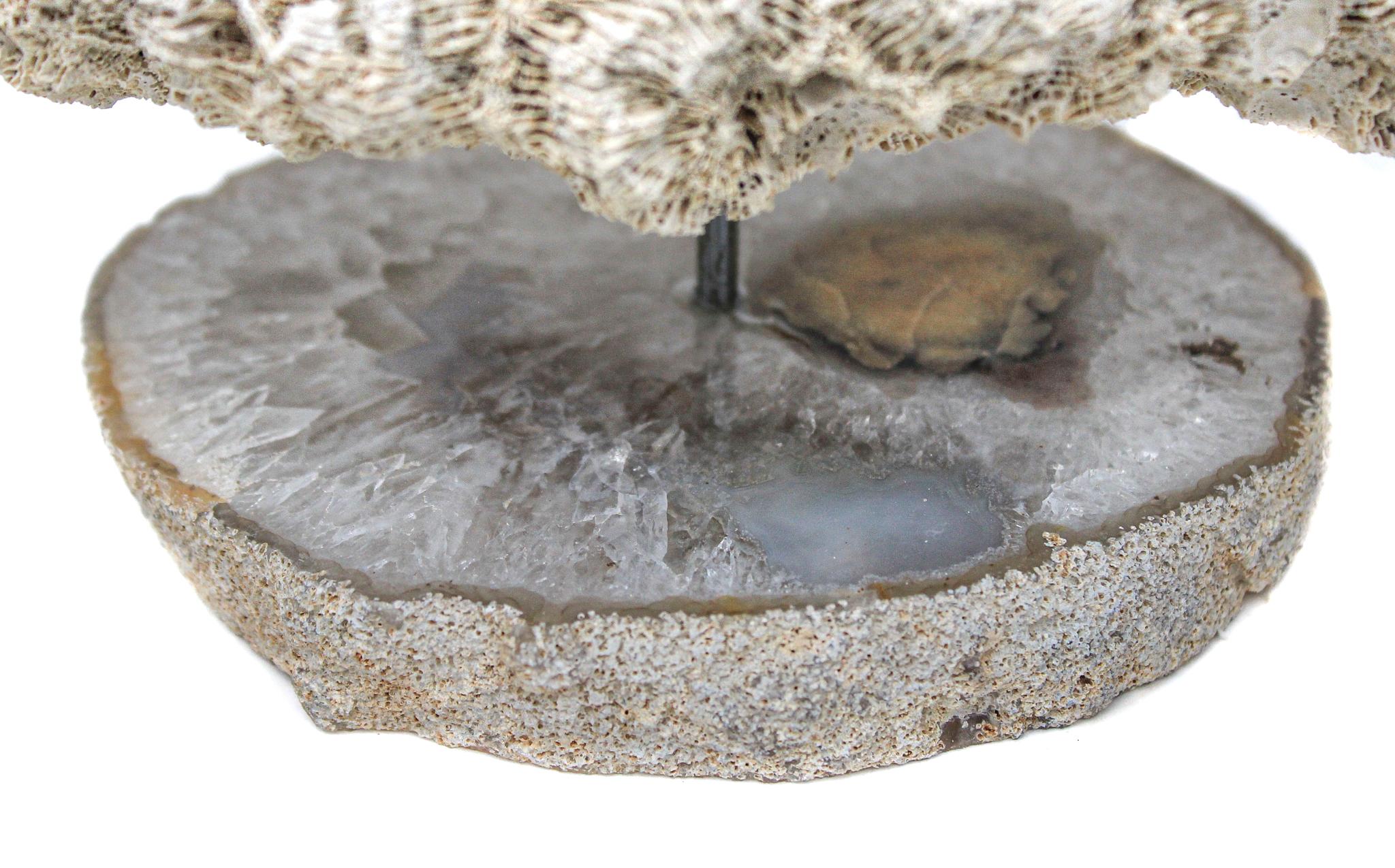 Organic Modern Brain Coral Mounted on a Polished Agate Slice