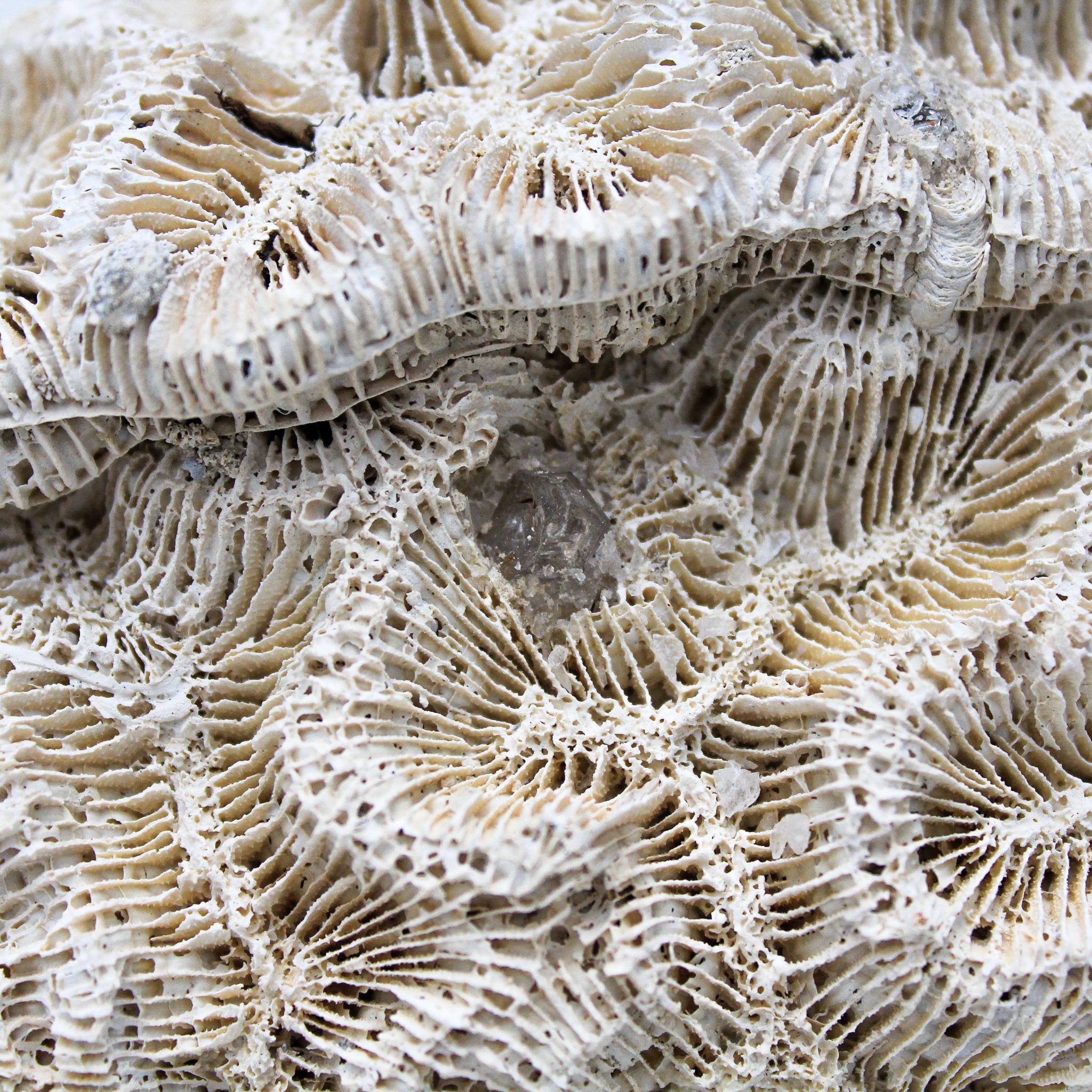 American Brain Coral Mounted on a Polished Agate Slice