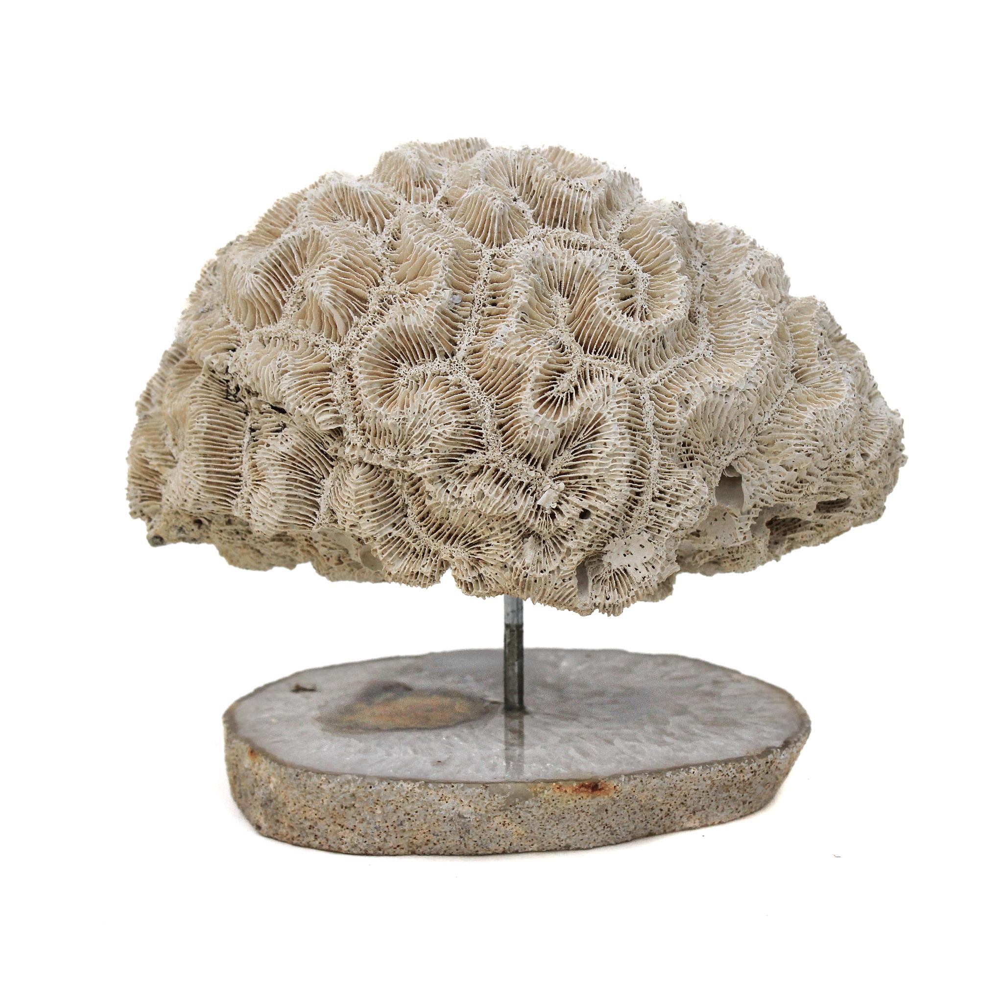 Brain Coral Mounted on a Polished Agate Slice In Excellent Condition In Dublin, Dalkey