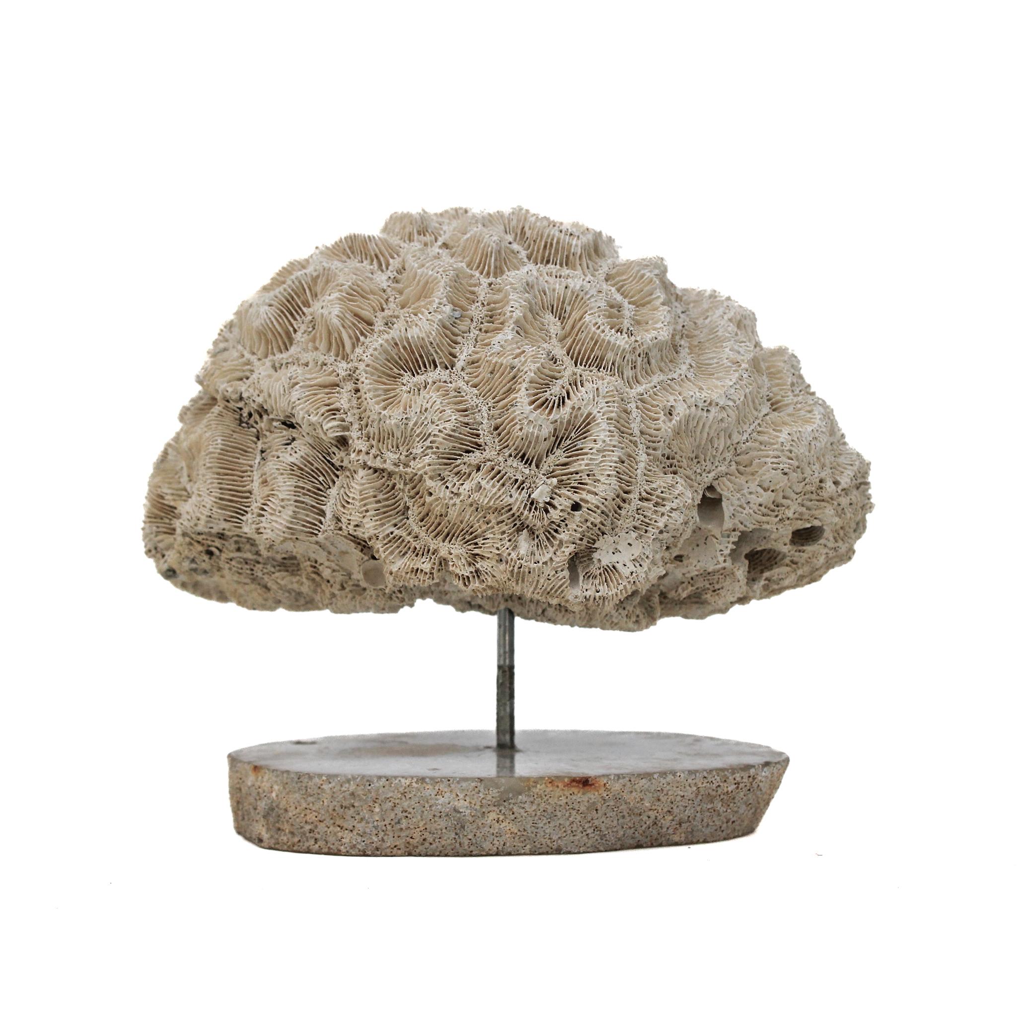 Contemporary Brain Coral Mounted on a Polished Agate Slice