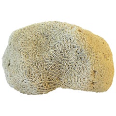 Coral Cerebro Espécimen Natural