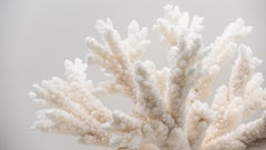 Branch Coral Mounted