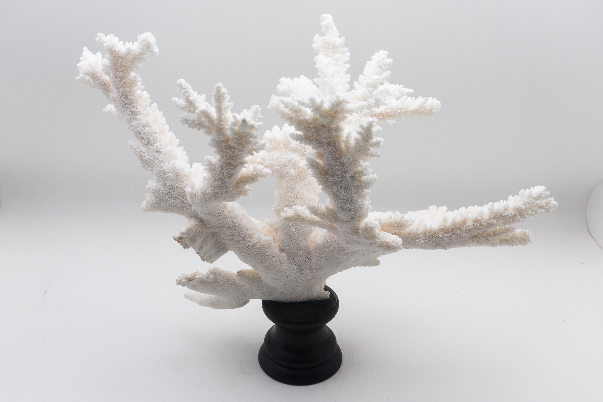 Branch coral (Acropora florida) is a species of acroporid coral. This exceptional piece was found off the Solomon Islands and has been mounted on a custom wooden base.