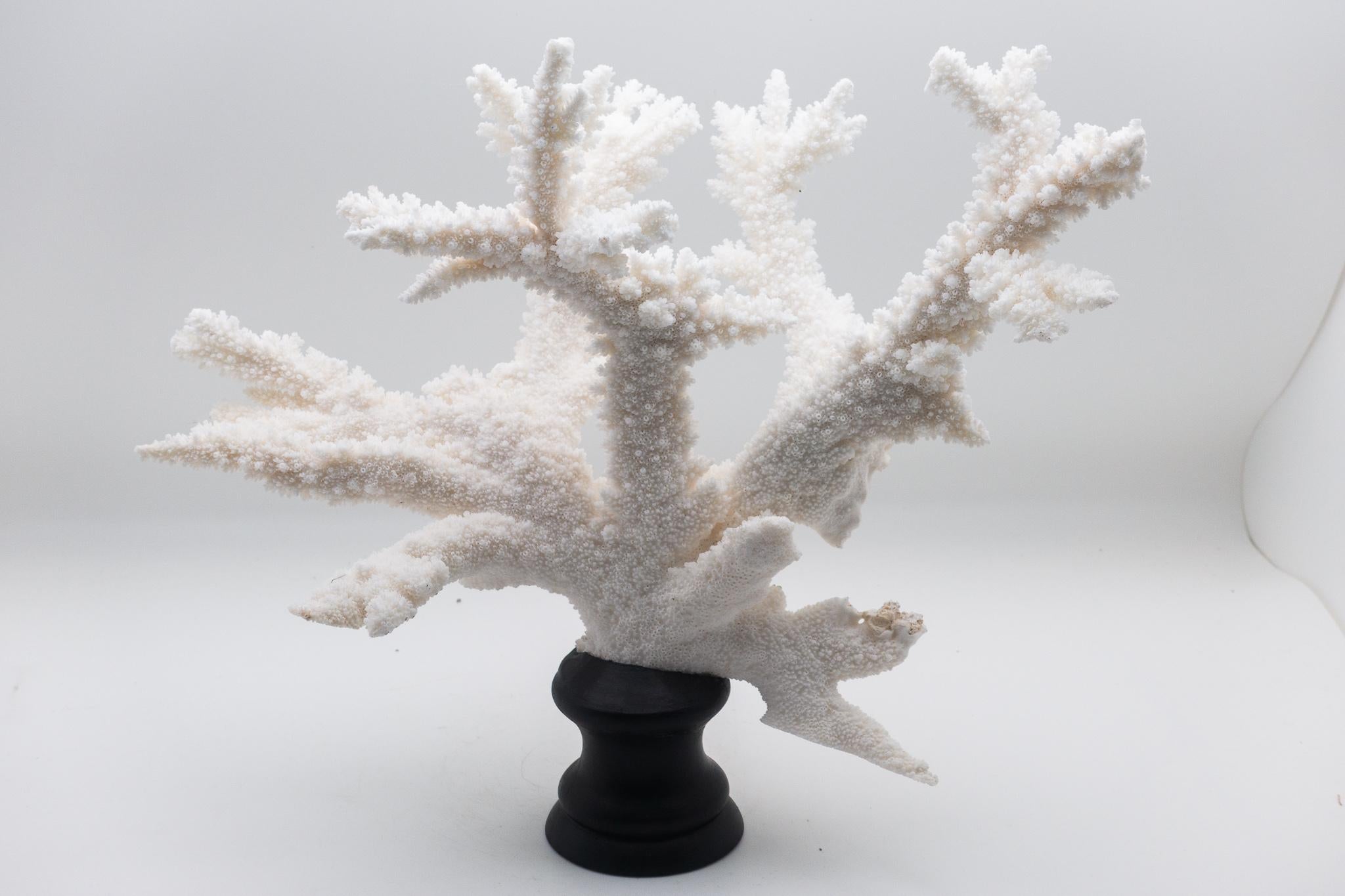 Organic Modern Branch Coral Mounted on Custom Black Wooden Base
