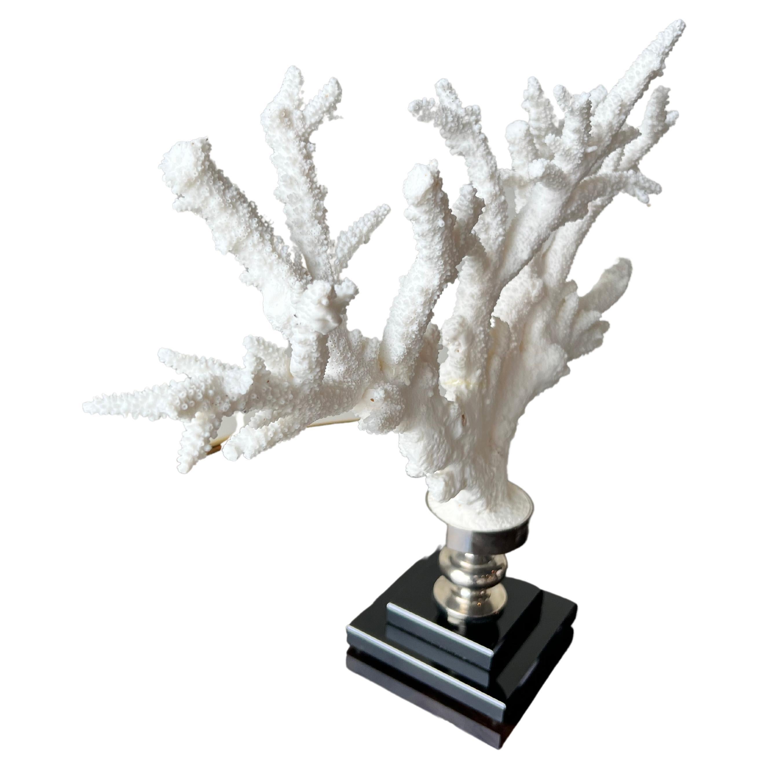This gorgeous nickel mounted specimen of branch coral has a black glass base.