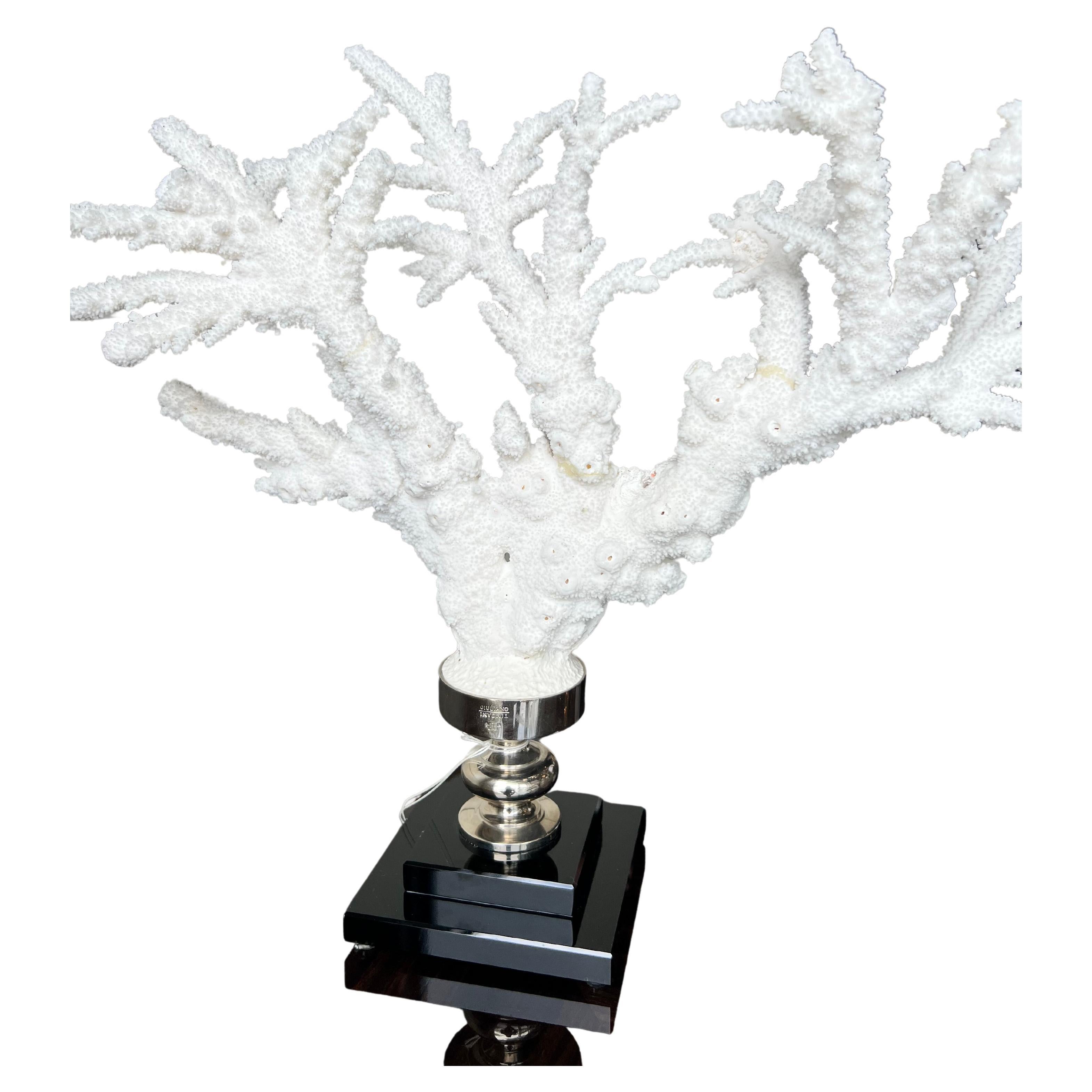 Branch Coral Nickel Mounted on Glass Base For Sale