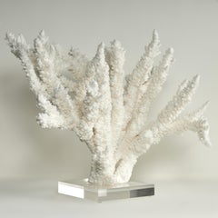 Escultura de Coral en Rama sobre Base de Lucite