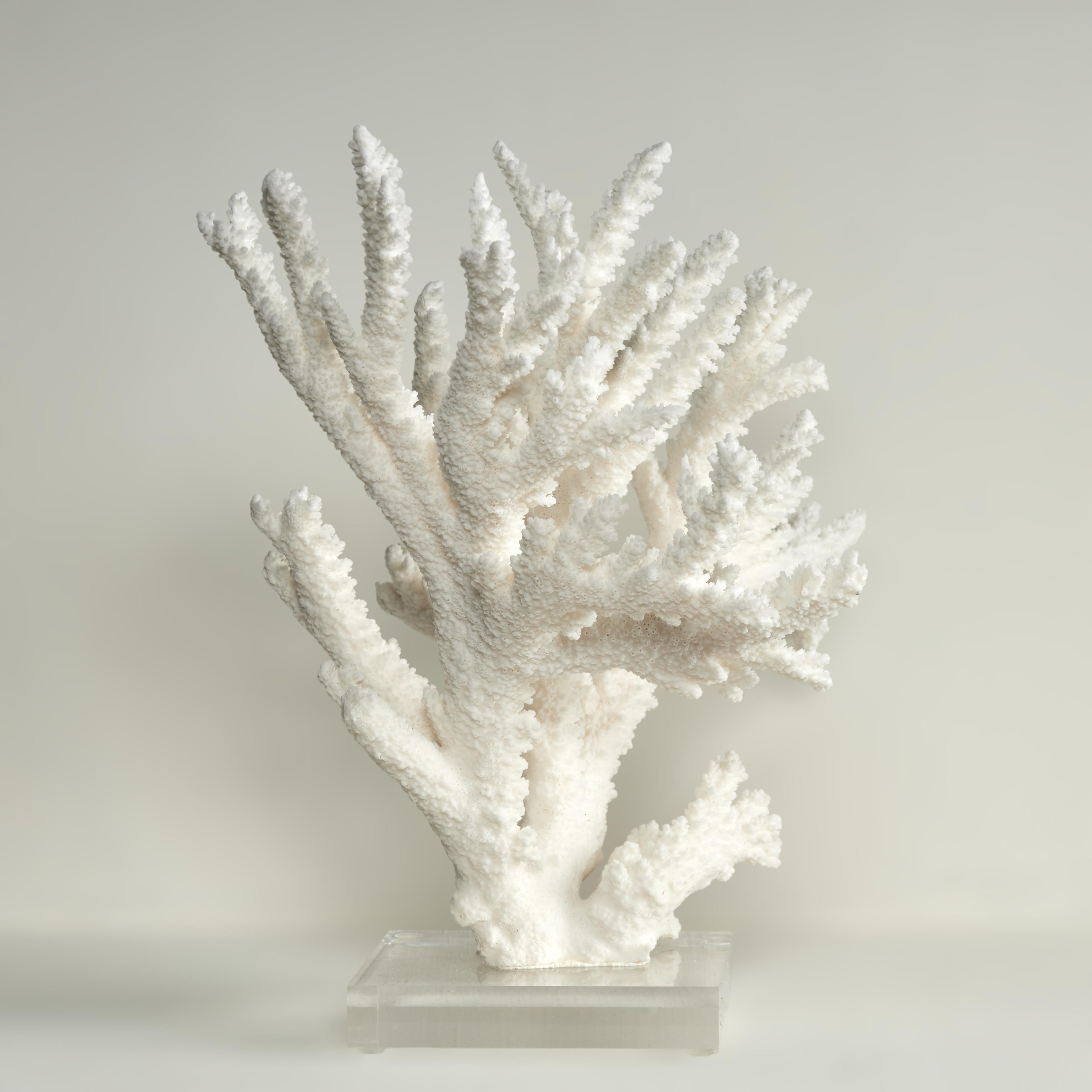 Branch Coral Skulptur auf einem Lucite Basis (Moderne der Mitte des Jahrhunderts) im Angebot