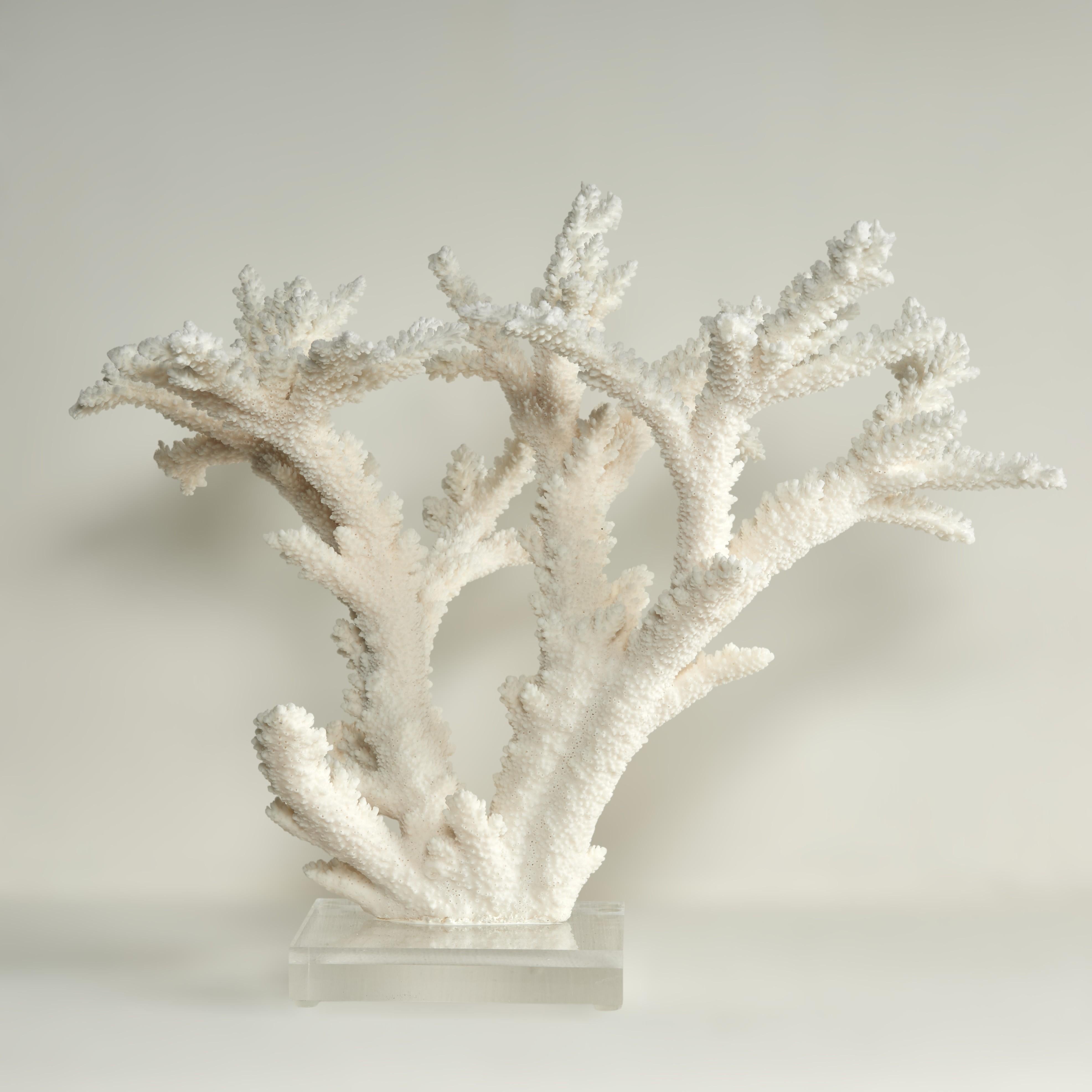 Branch Coral Skulptur auf einem Lucite Basis (Moderne der Mitte des Jahrhunderts) im Angebot