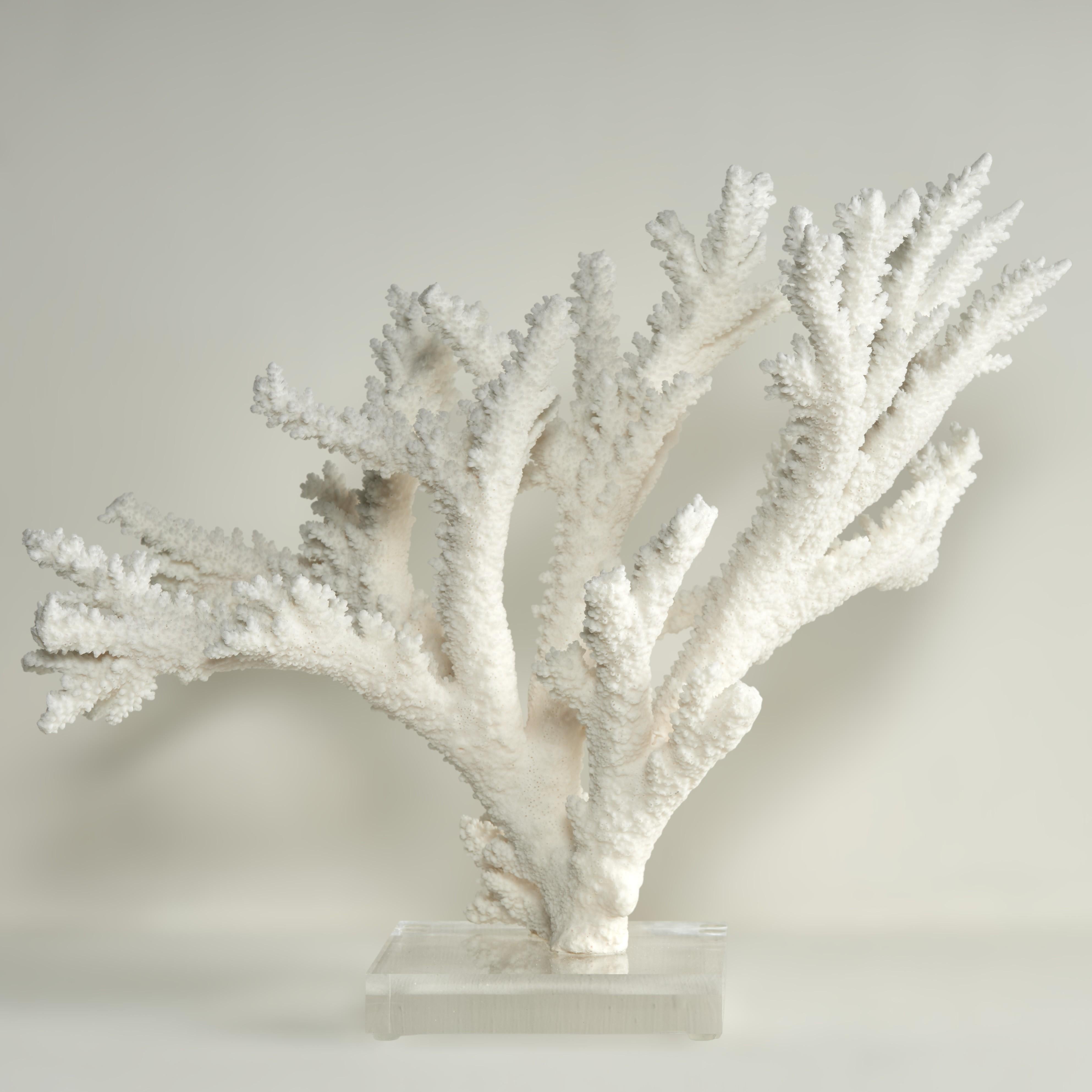Branch Coral Skulptur auf einem Lucite Basis (Salomon-Inseln) im Angebot