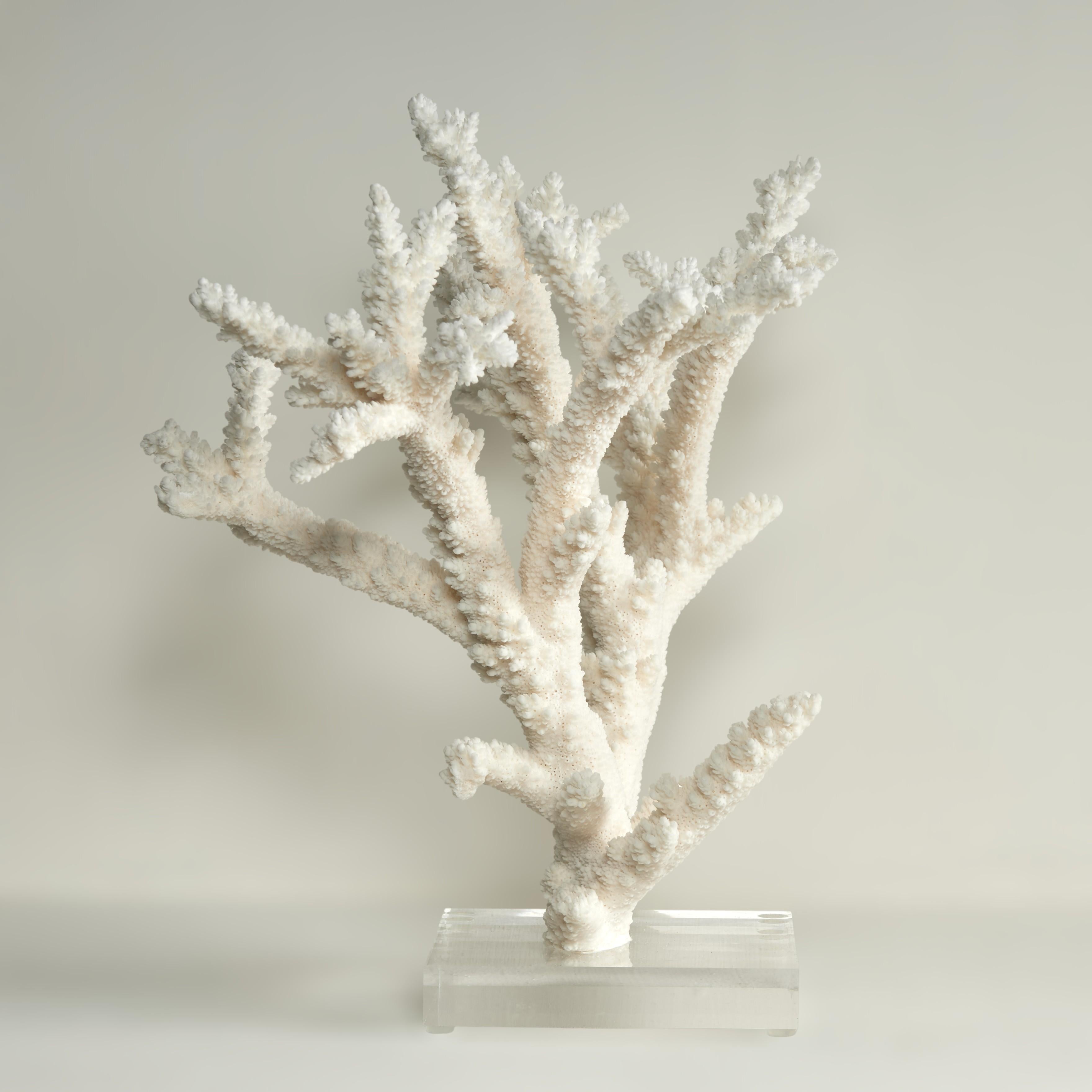 Branch Coral Skulptur auf einem Lucite Basis (Salomon-Inseln) im Angebot