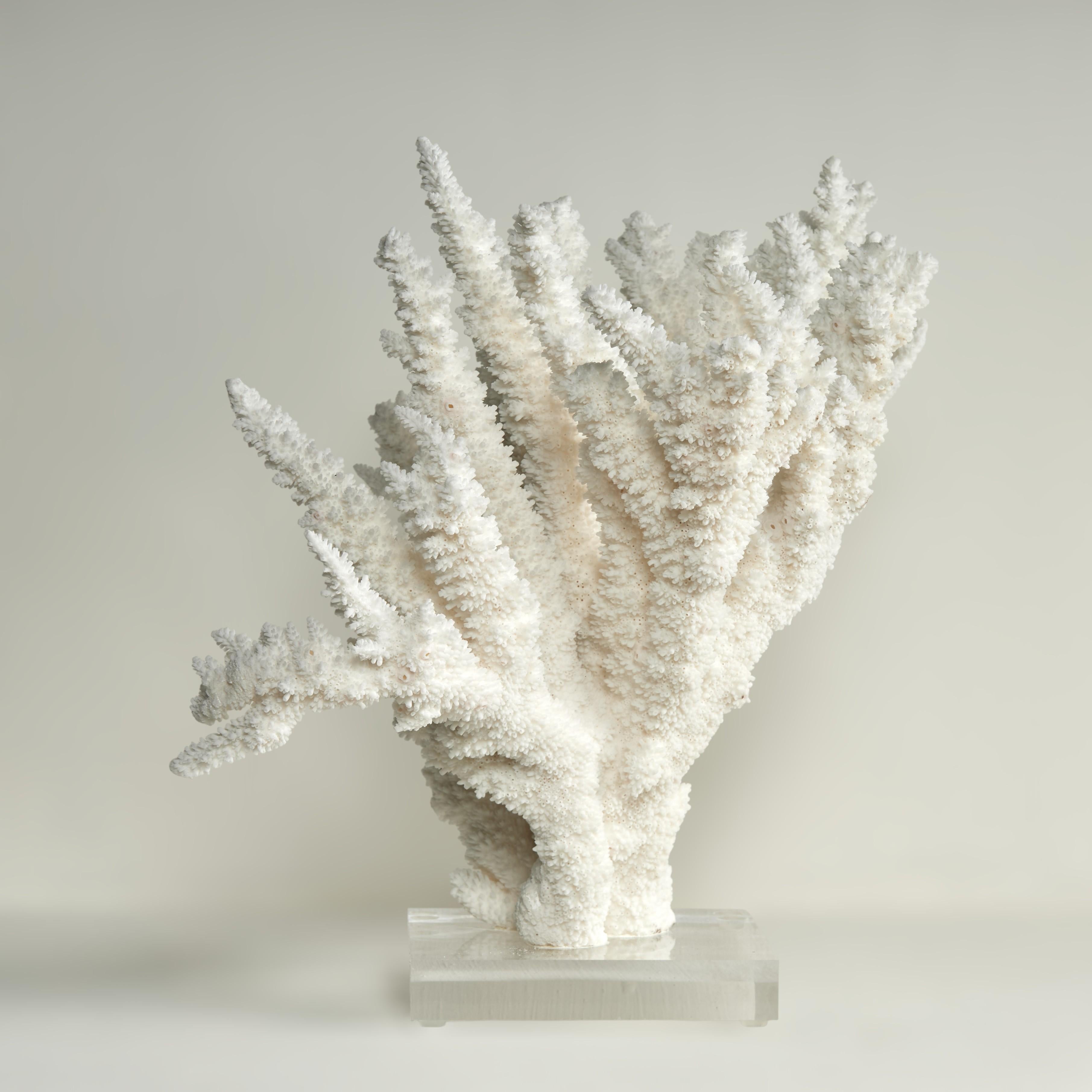 Branch Coral Skulptur auf einem Lucite Basis (Handgefertigt) im Angebot